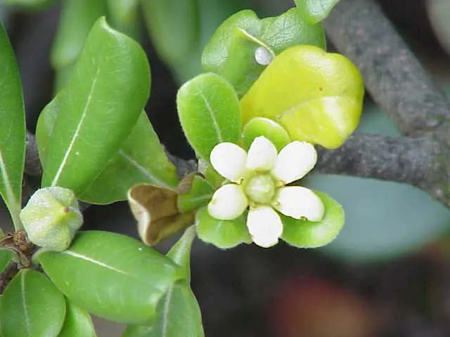 Tobira (Pittosporum Tobira) — is an evergreen shrub that is highly valued in landscape design for its resilience and aesthetic appeal