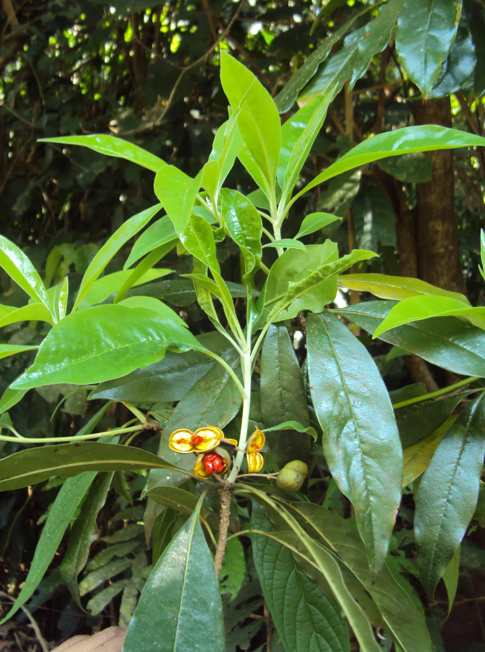 Tobira (Pittosporum Tobira) — is an evergreen shrub with dense