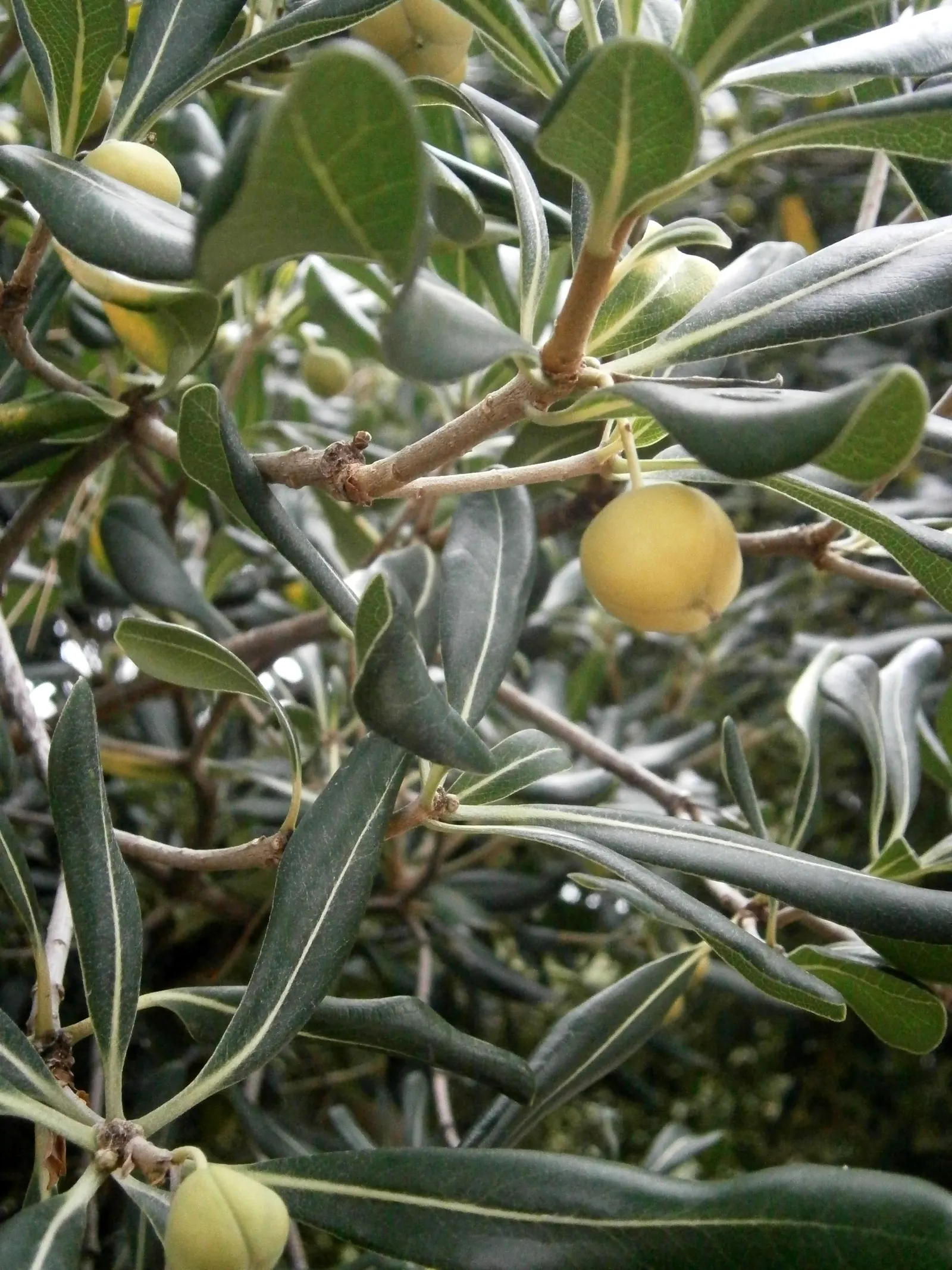 Tobira (Pittosporum Tobira) — reaching 6-10 ft tall and wide