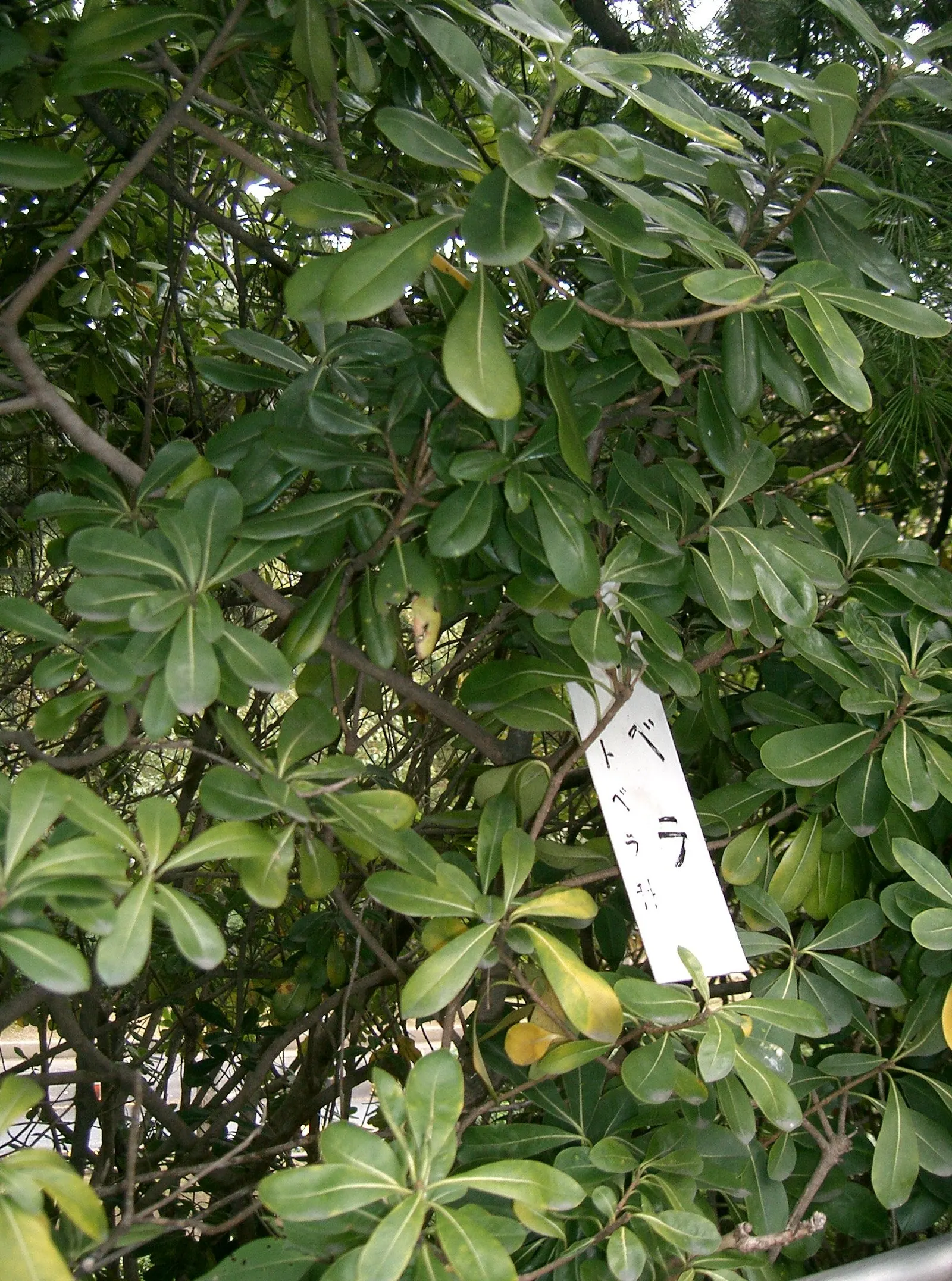 Tobira (Pittosporum Tobira) — Its glossy, leathery leaves and fragrant, small, white flowers in late spring add year-round interest