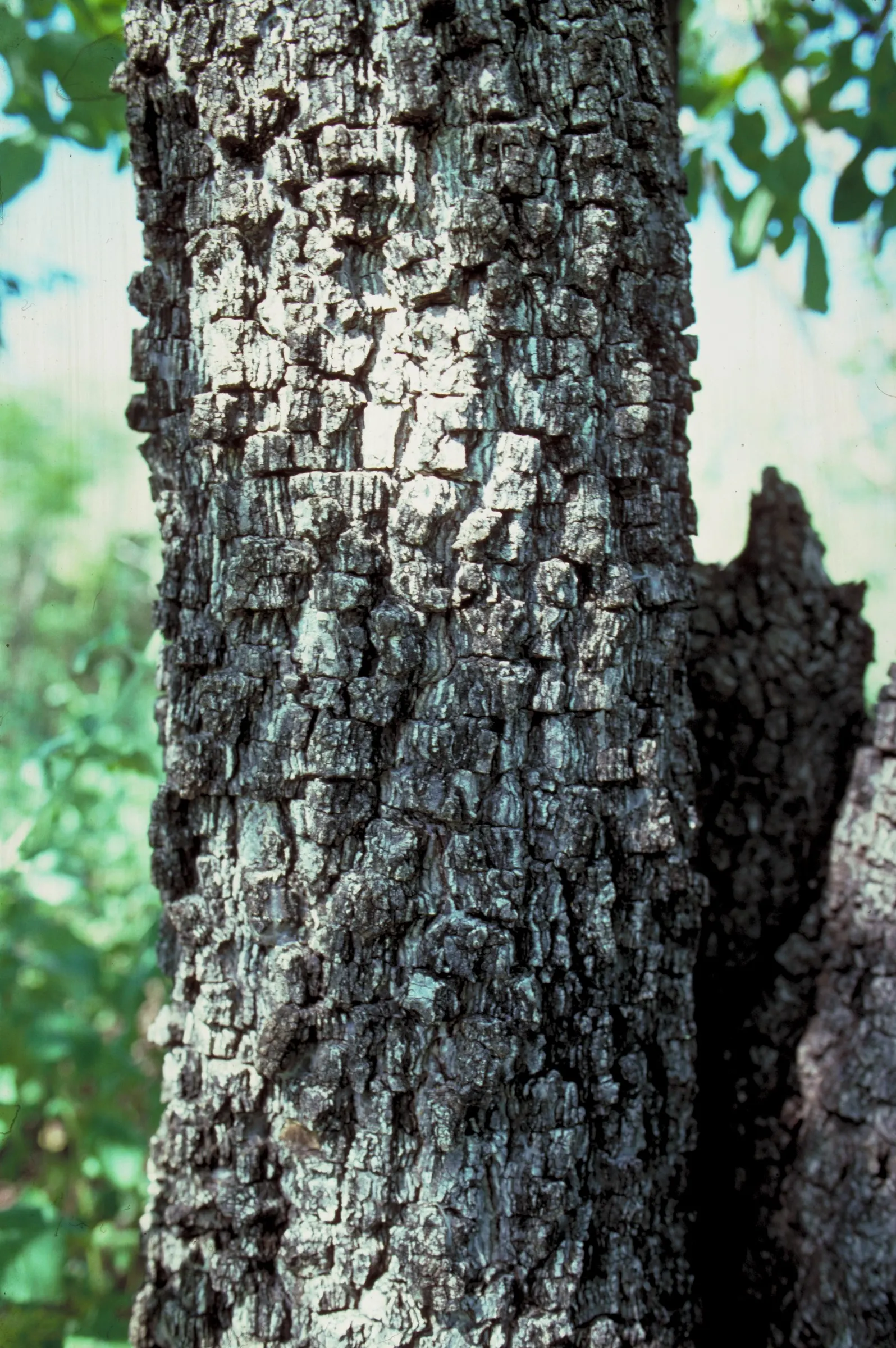 Tobira (Pittosporum Tobira) — commonly known as Tobira or Japanese Pittosporum