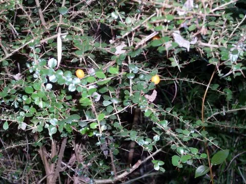 Tobira (Pittosporum Tobira) — Ideal for hedges, foundation plantings, or as an accent specimen