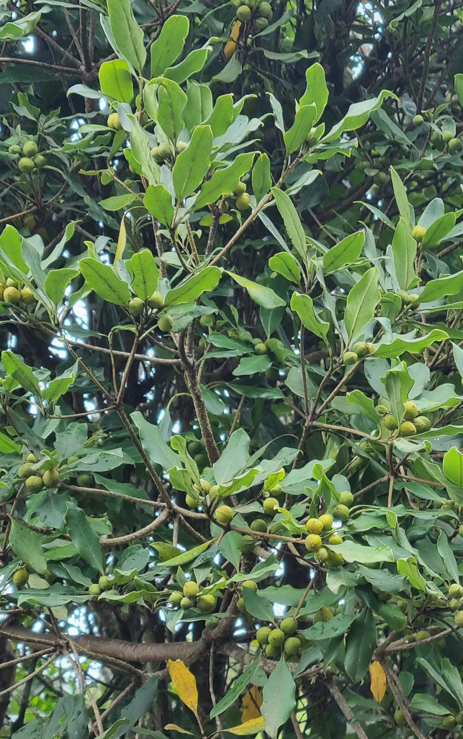 Tobira (Pittosporum Tobira) — Drought-tolerant once established, requiring low to moderate water
