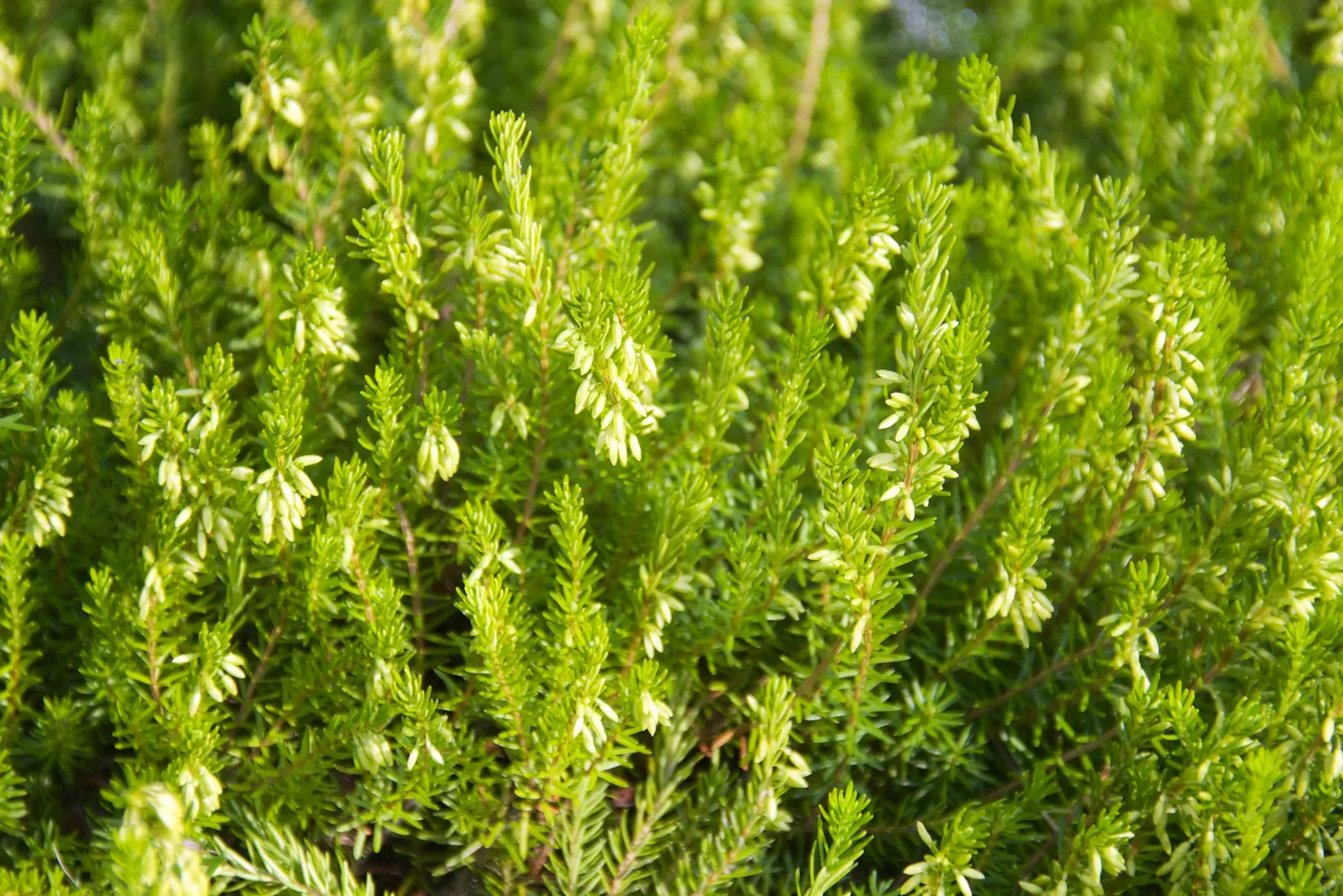 Winter Heath (Erica Carnea 'Springwood White') — Winter Heath 'Springwood White' (Erica carnea) is a low-growing