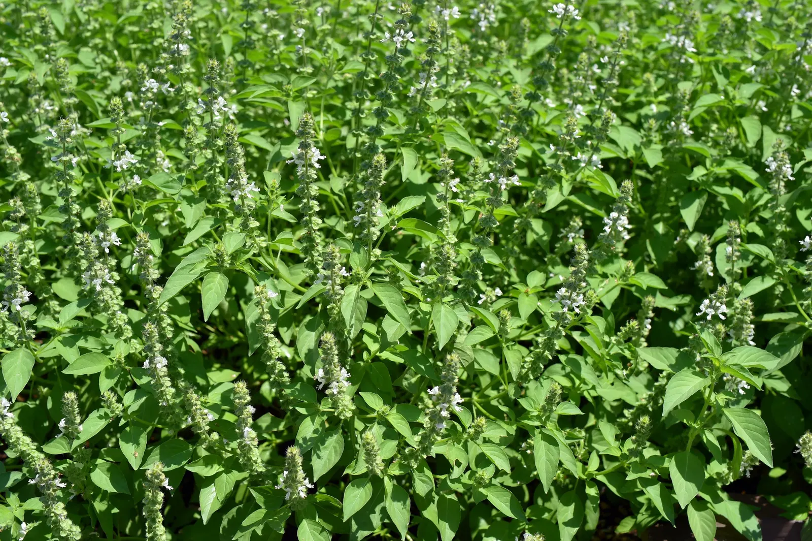 Lemon Basil (Ocimum X Citriodorum) — which makes it suitable for both garden beds and container planting.<br><br>Flowering in late summer, image 95