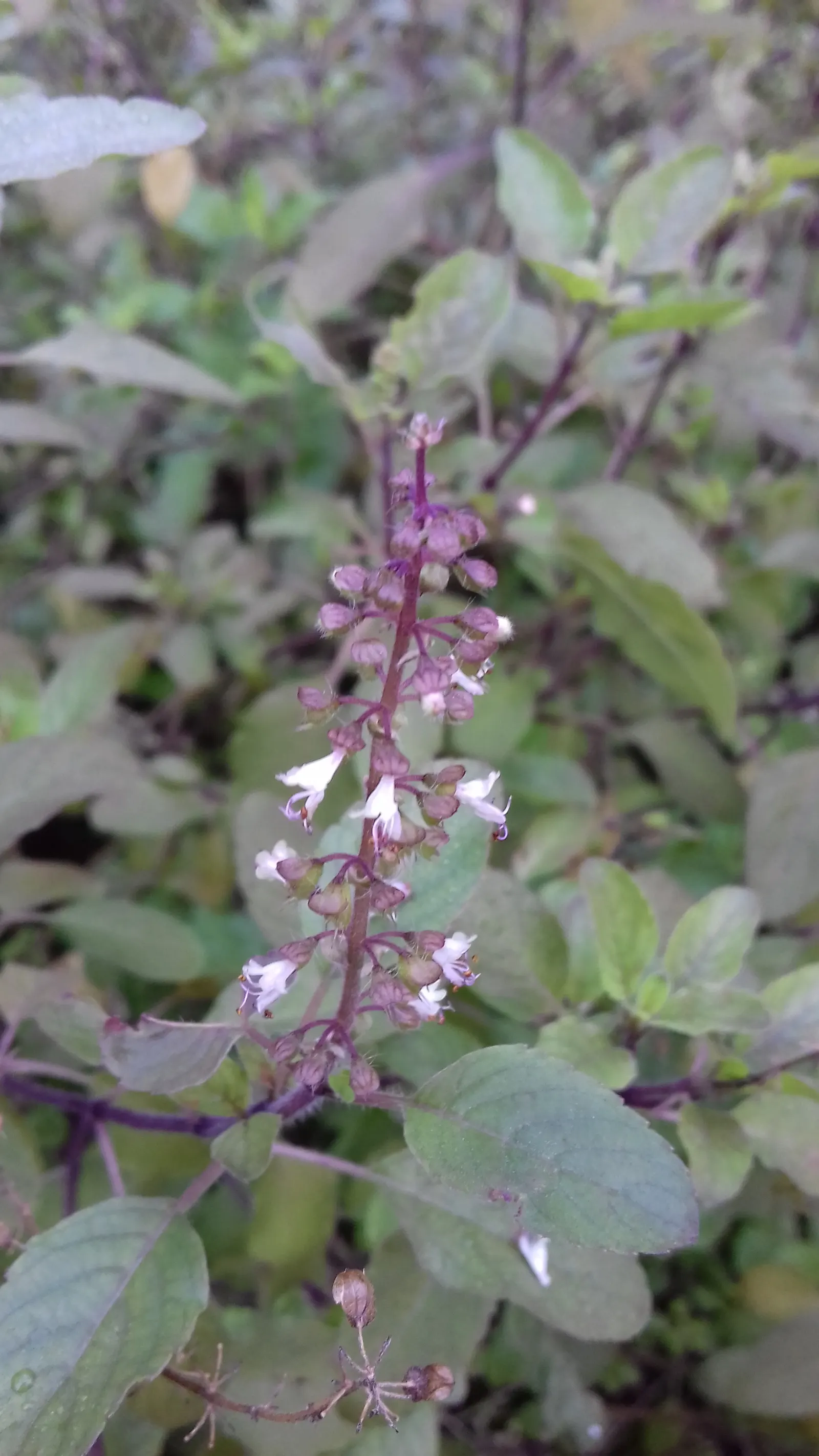 Lemon Basil (Ocimum X Citriodorum) — Lemon Basil produces small white to pale pink flowers on spikes; enhancing the ecological balance of the garden, image 54
