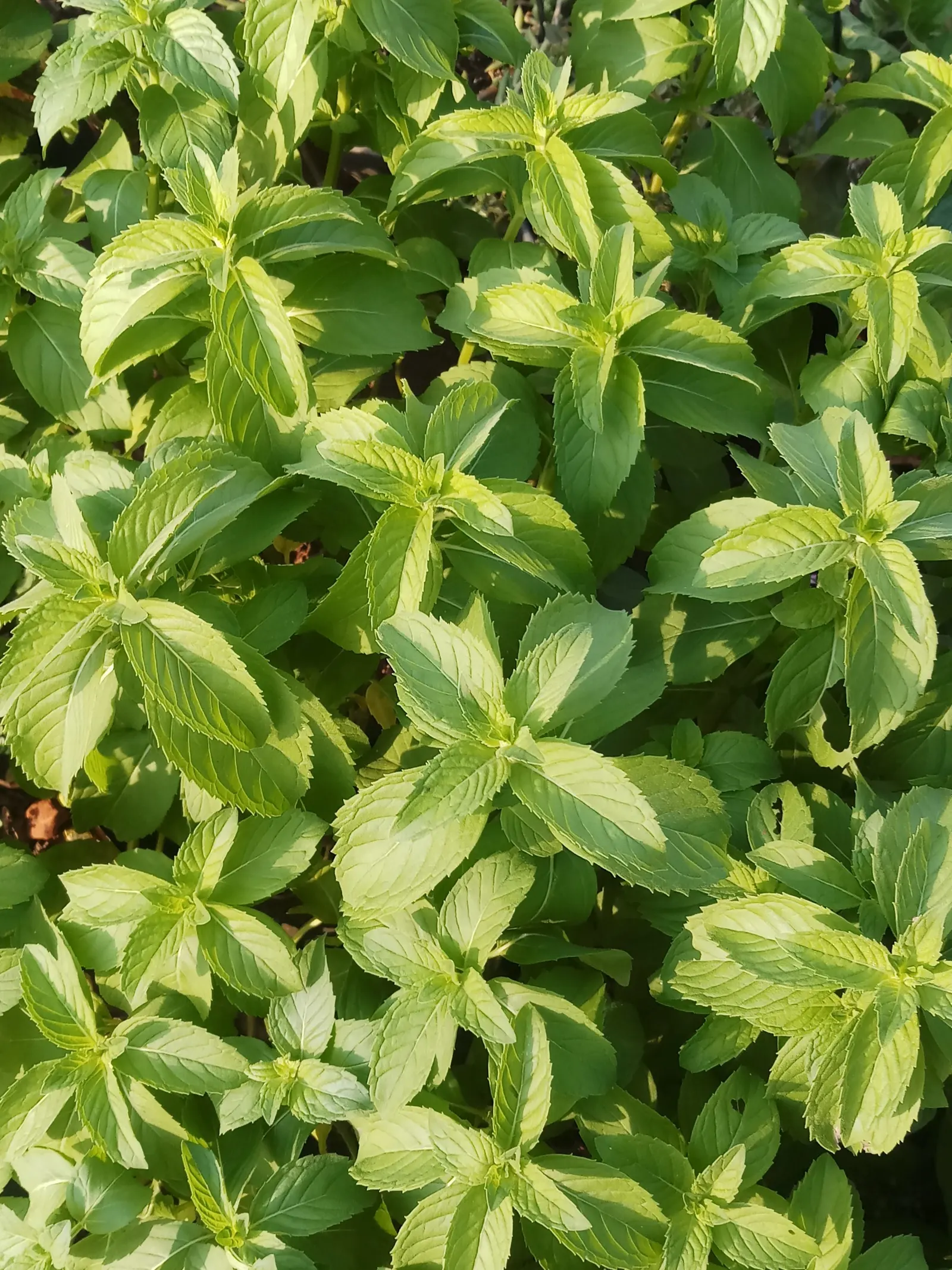 Lemon Basil (Ocimum X Citriodorum) — which can be pinched back to encourage a fuller leaf production and extend the harvest period; ideal for, image 76