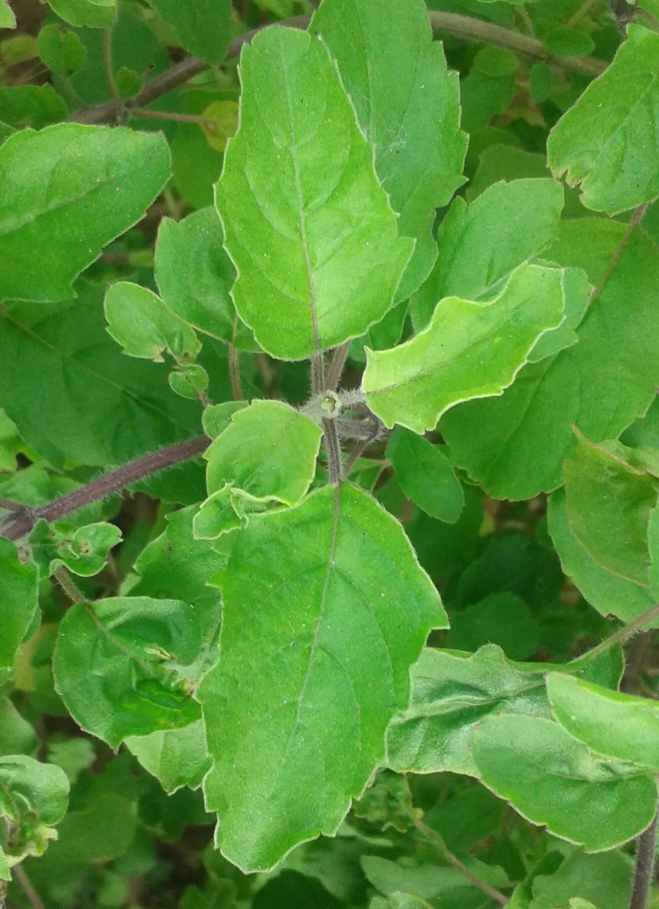 Lemon Basil (Ocimum X Citriodorum) — ovate leaves that spread out on stems reaching up to 18-24 inches in height; ideal for borders and aromatic, image 91