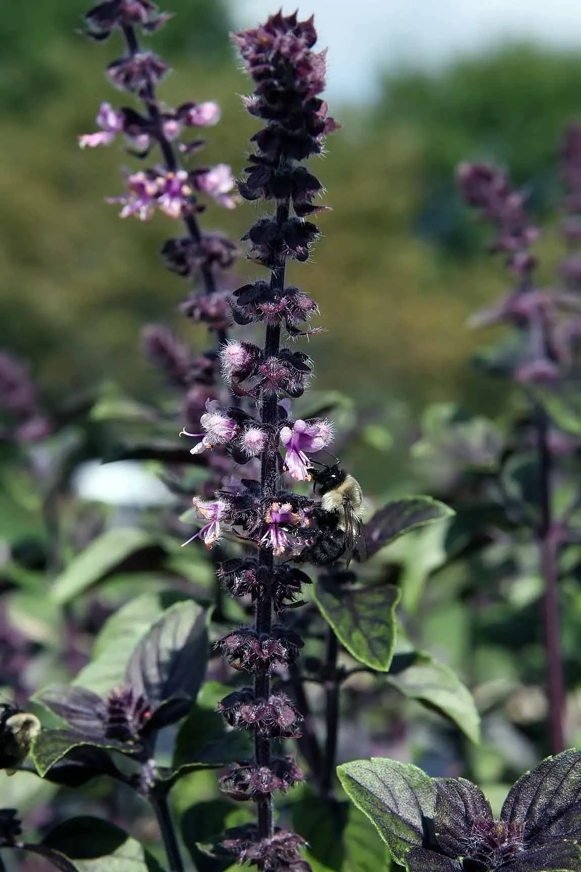 Lemon Basil (Ocimum X Citriodorum) — enhancing the ecological balance of the garden