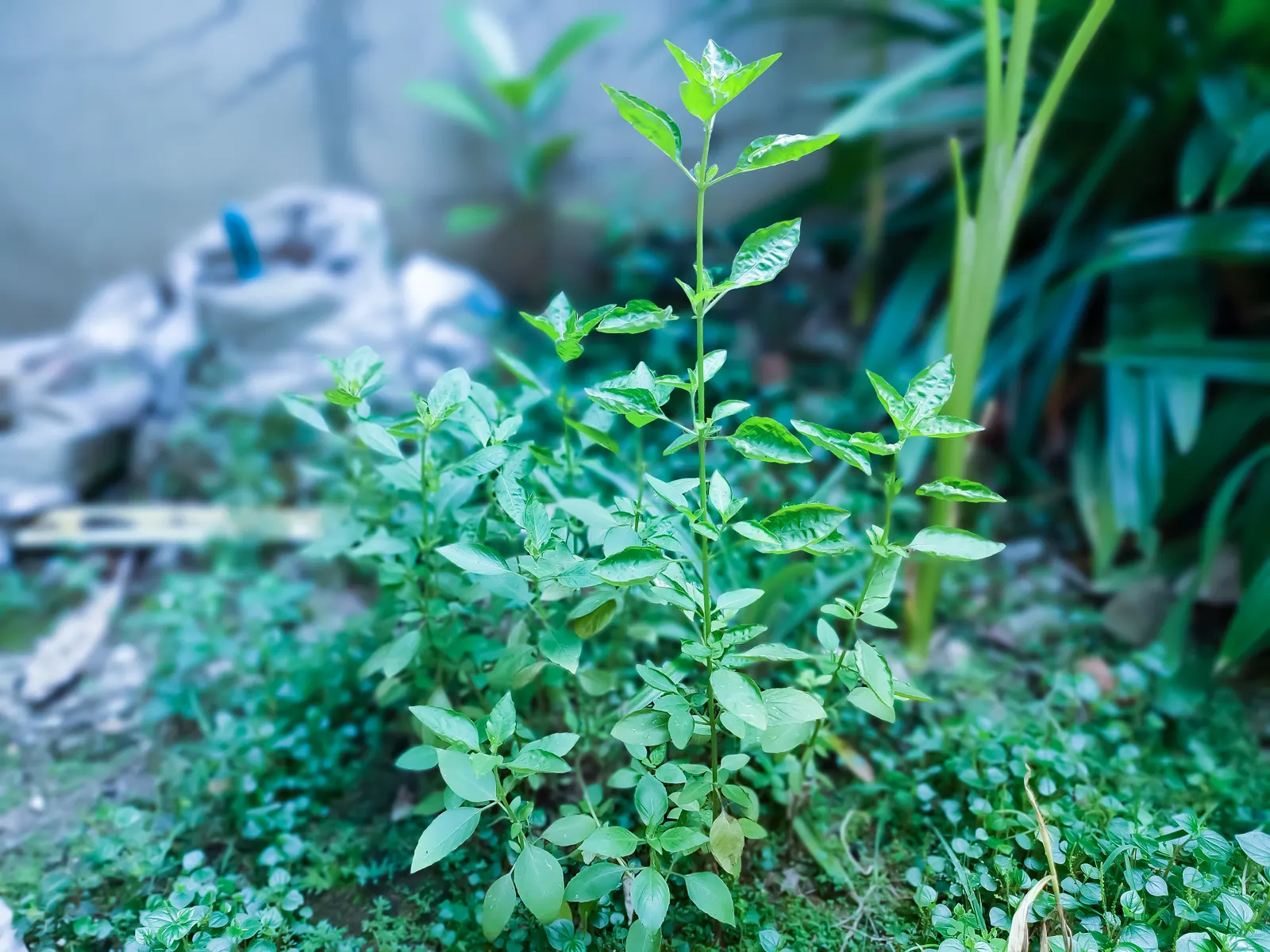 Lemon Basil (Ocimum X Citriodorum) — but it's sensitive to frost; which makes it suitable for both garden beds and container, image 59