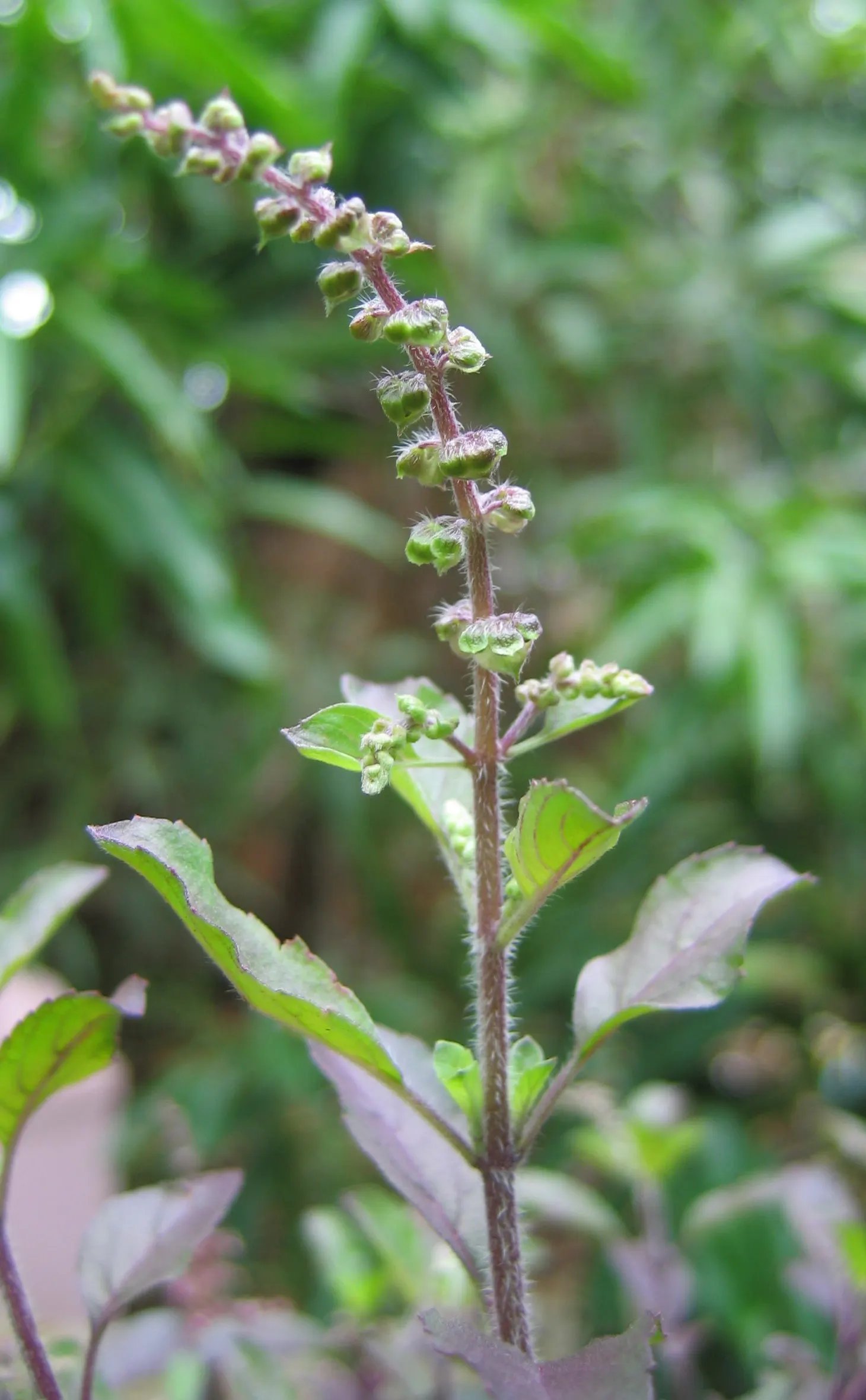 Lemon Basil (Ocimum X Citriodorum) — providing not only a sensory pleasure but also a striking visual contrast when planted among darker foliage, image 71