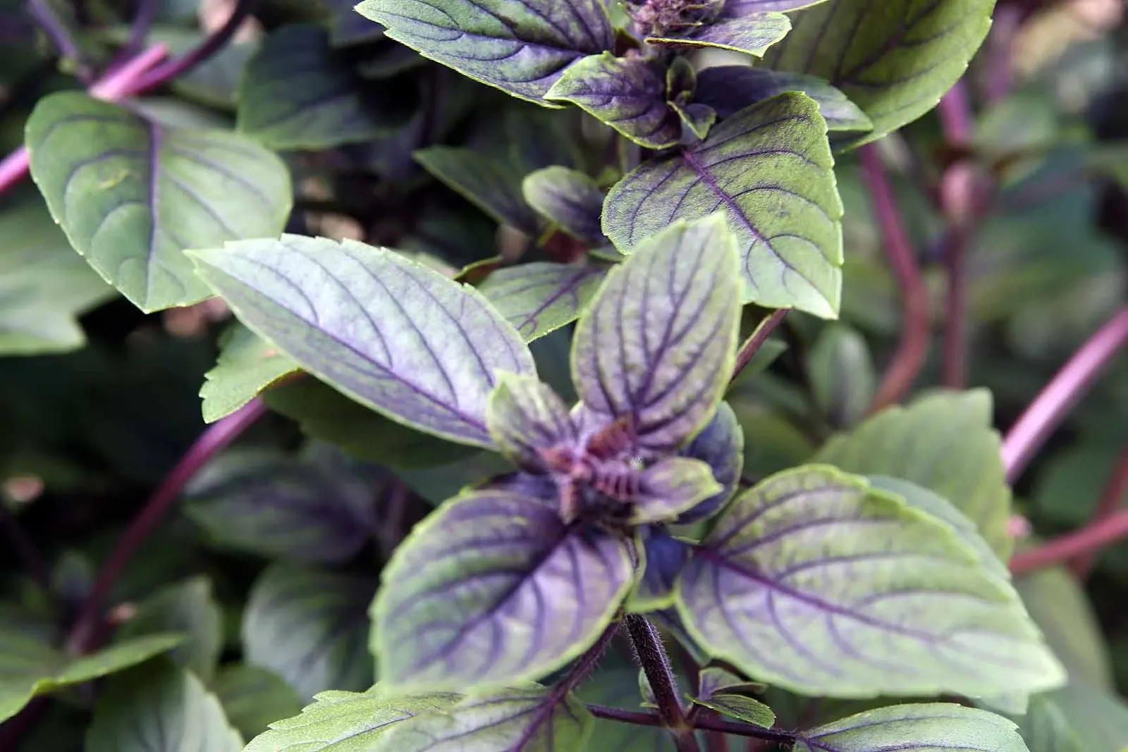 Lemon Basil (Ocimum X Citriodorum) — with a spread of approximately 10-12 inches; ideal for borders and aromatic gardens, it requires regular, image 73