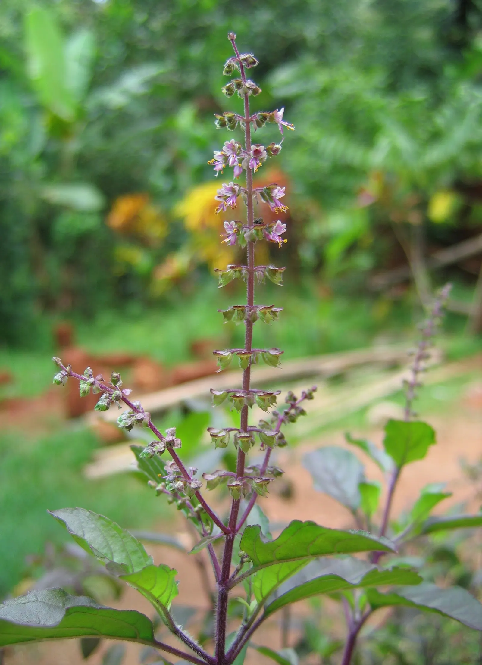 Lemon Basil (Ocimum X Citriodorum) — Ideal for borders and aromatic gardens, it requires regular watering and occasional fertilization, image 25