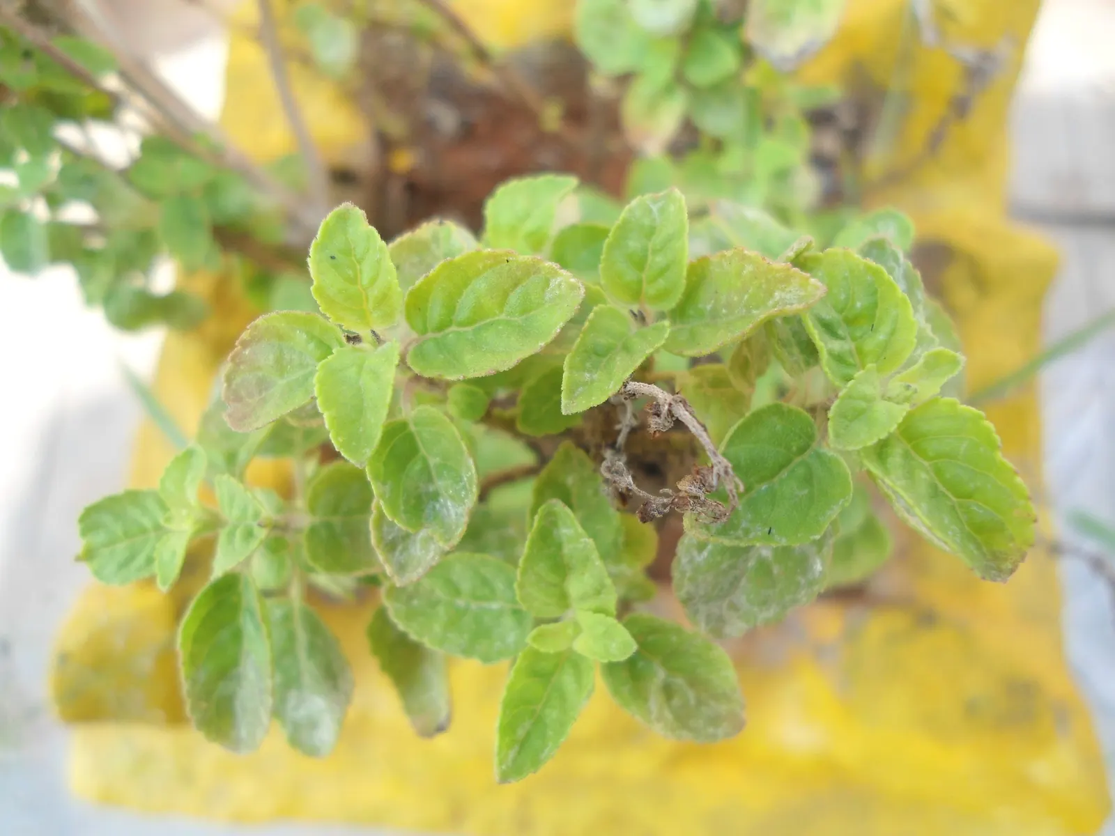Lemon Basil (Ocimum X Citriodorum) — Thriving in full sun with well-drained soil, it produces small white flowers in summer; enhancing the, image 66