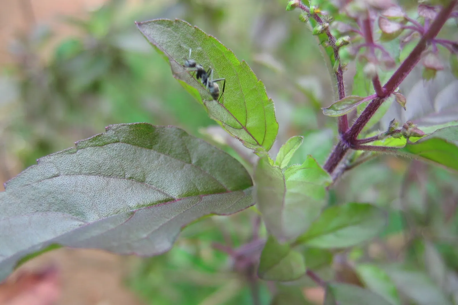 Lemon Basil (Ocimum X Citriodorum) — Regular watering is essential, but be careful to avoid waterlogged conditions; enhancing the ecological, image 78
