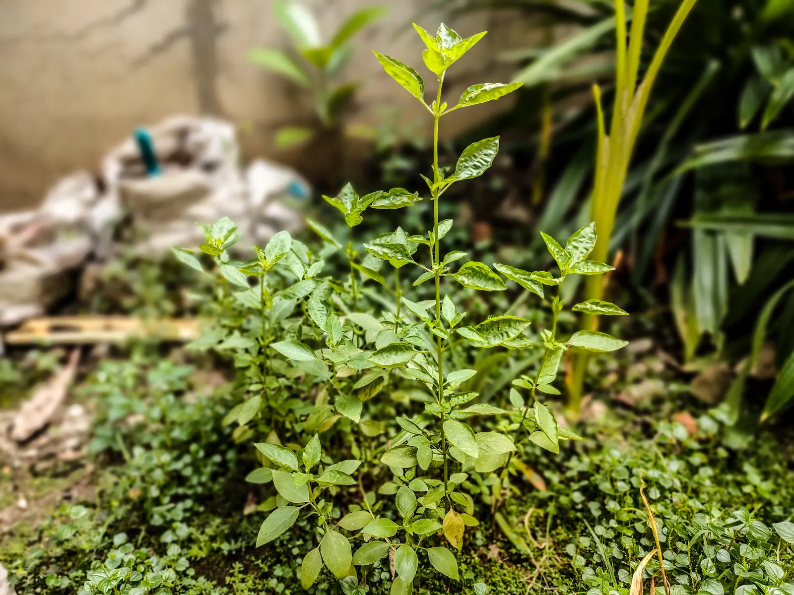 Lemon Basil (Ocimum X Citriodorum) — Perfect for adding a citrus flavor to dishes and a refreshing aroma to landscapes
