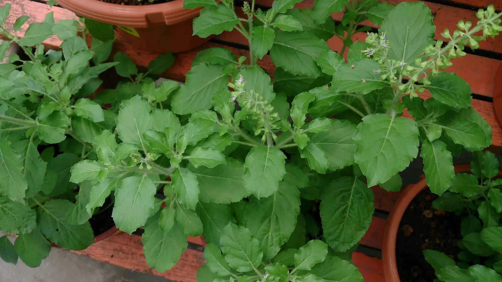 Lemon Basil (Ocimum X Citriodorum) — ovate leaves that spread out on stems reaching up to 18-24 inches in height; ideal for borders and aromatic, image 70