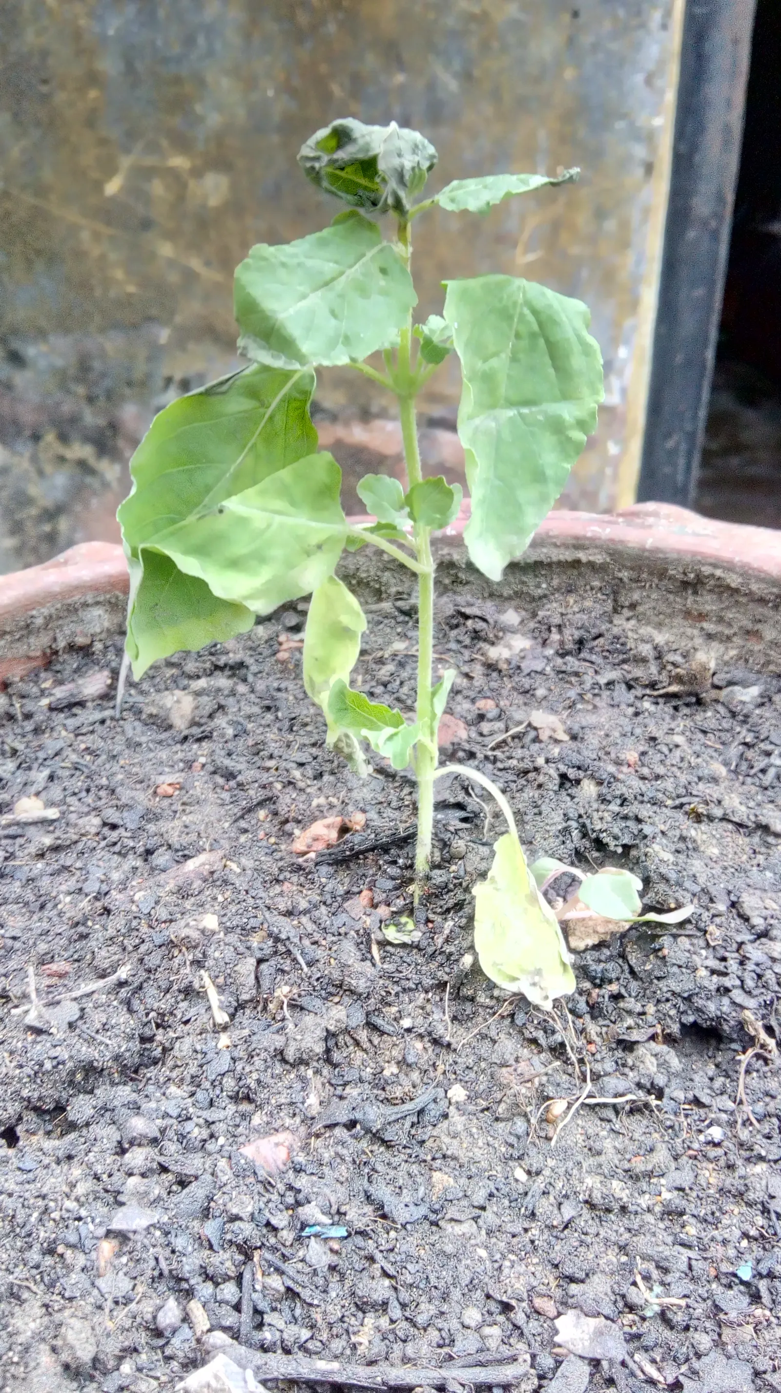 Lemon Basil (Ocimum X Citriodorum) — red flowers in the garden; ideal for borders and aromatic gardens, it requires regular watering and occasional, image 61