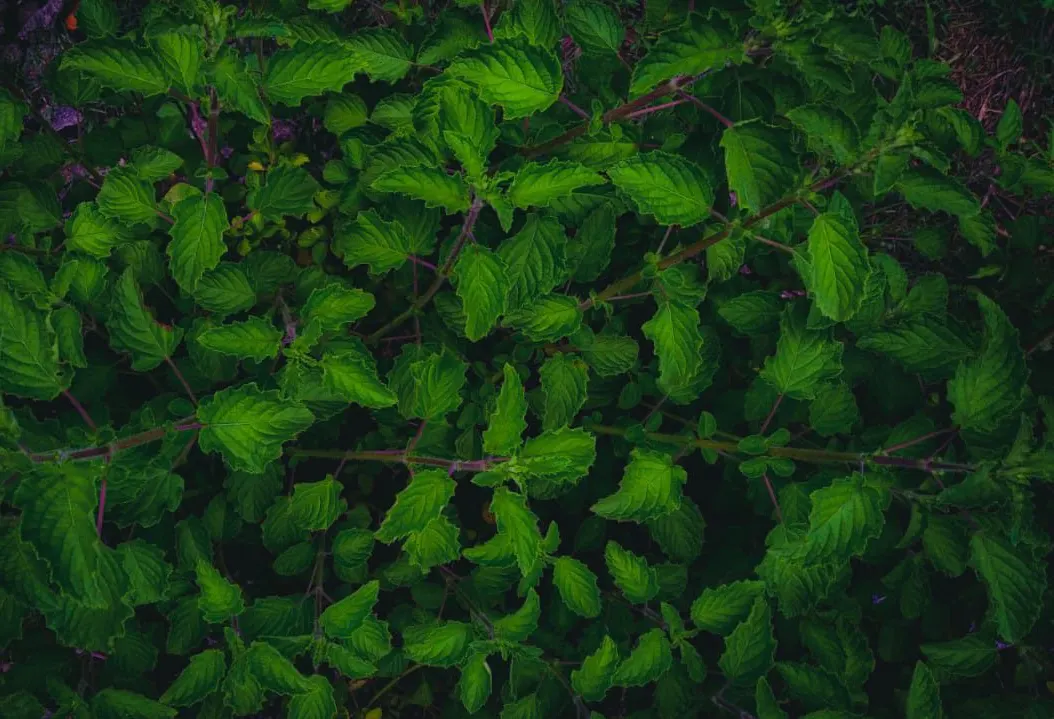 Lemon Basil (Ocimum X Citriodorum) — Perfect for adding a citrus flavor to dishes and a refreshing aroma to landscapes; which makes it suitable for, image 68