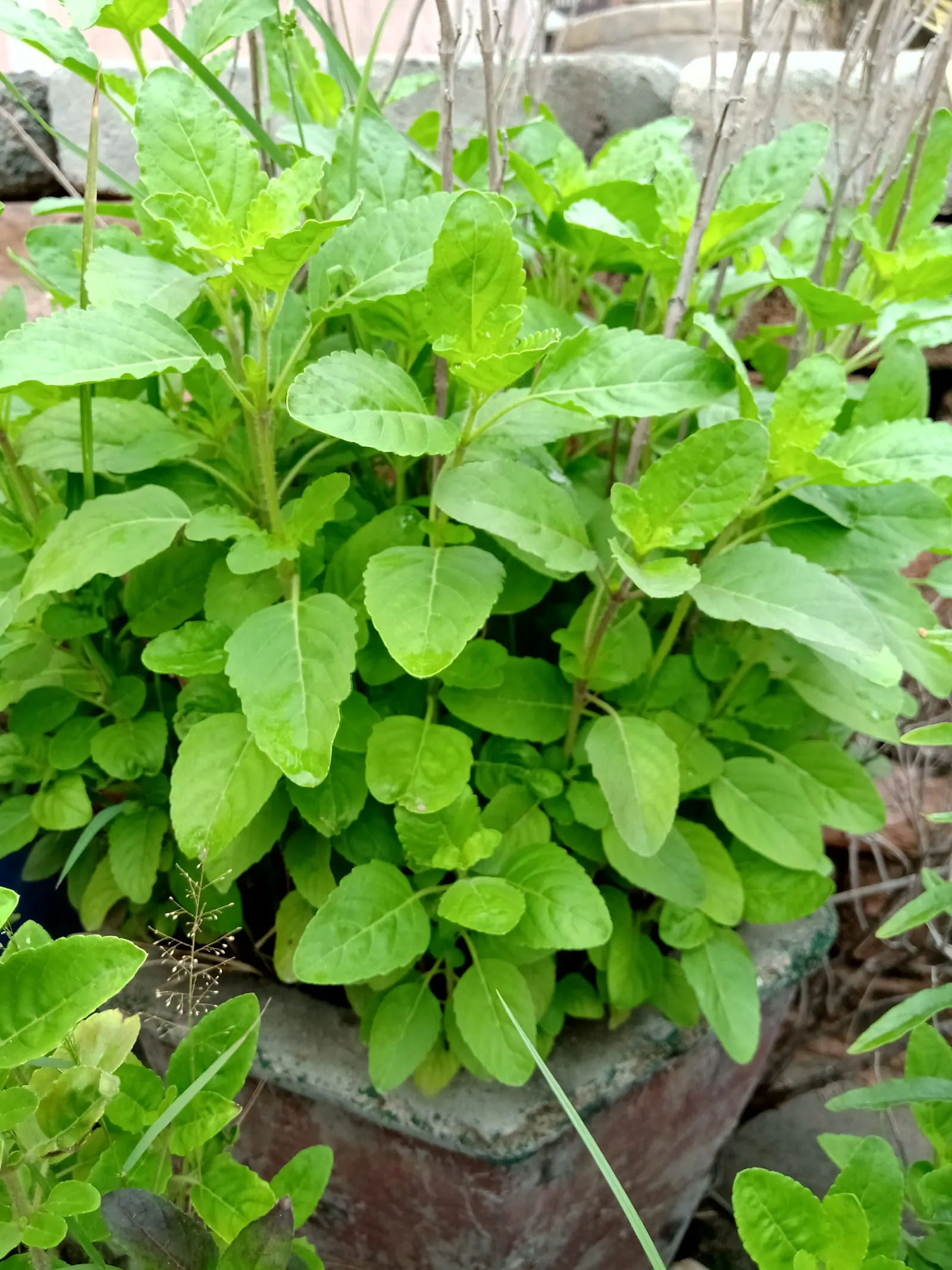 Lemon Basil (Ocimum X Citriodorum) — ovate leaves that spread out on stems reaching up to 18-24 inches in height; ideal for borders and aromatic, image 49