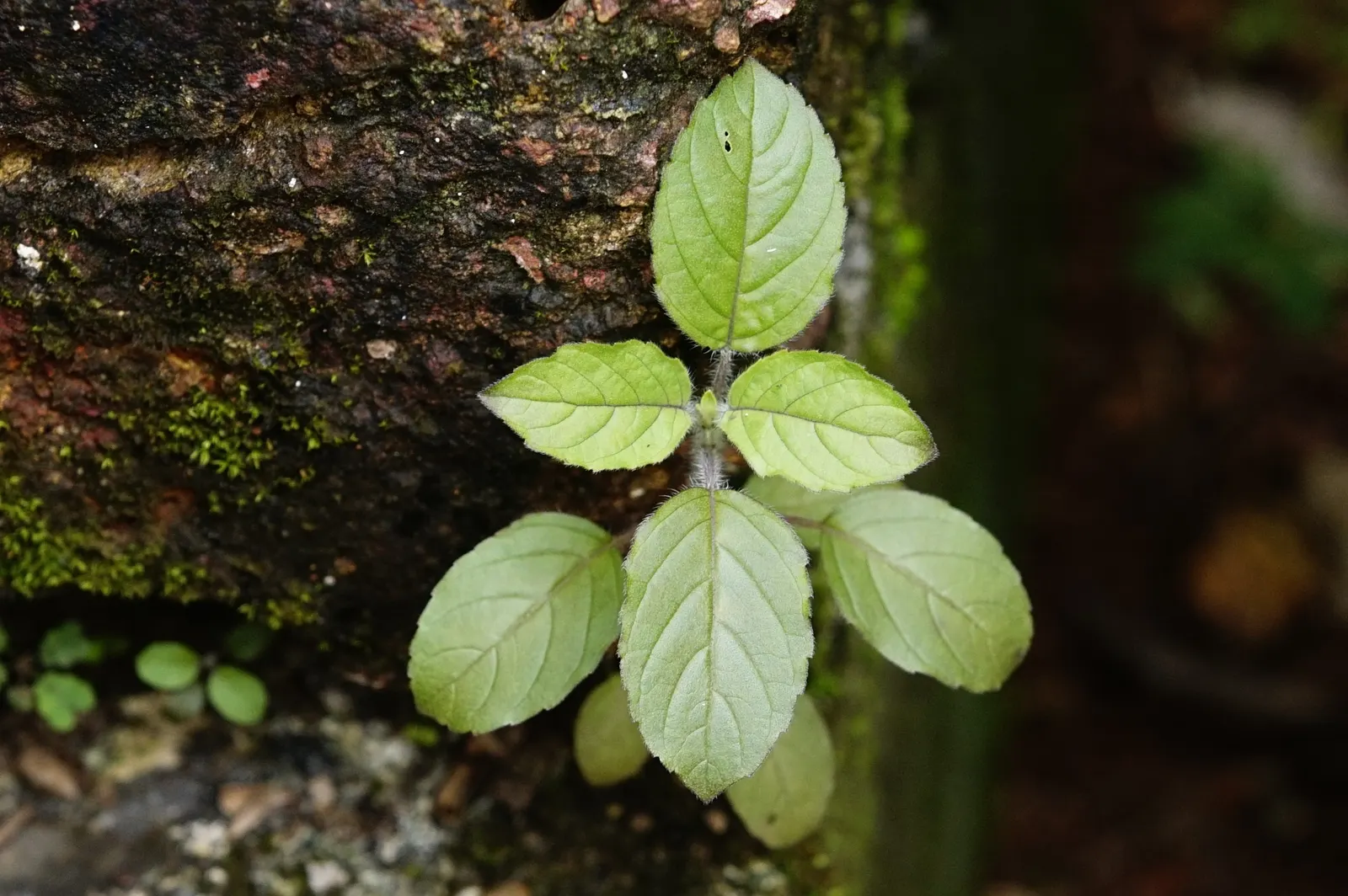 Lemon Basil (Ocimum X Citriodorum) — Lemon Basil (Ocimum x citriodorum) is a fragrant culinary herb featuring narrow leaves and a zesty lemon scent; ideal for
