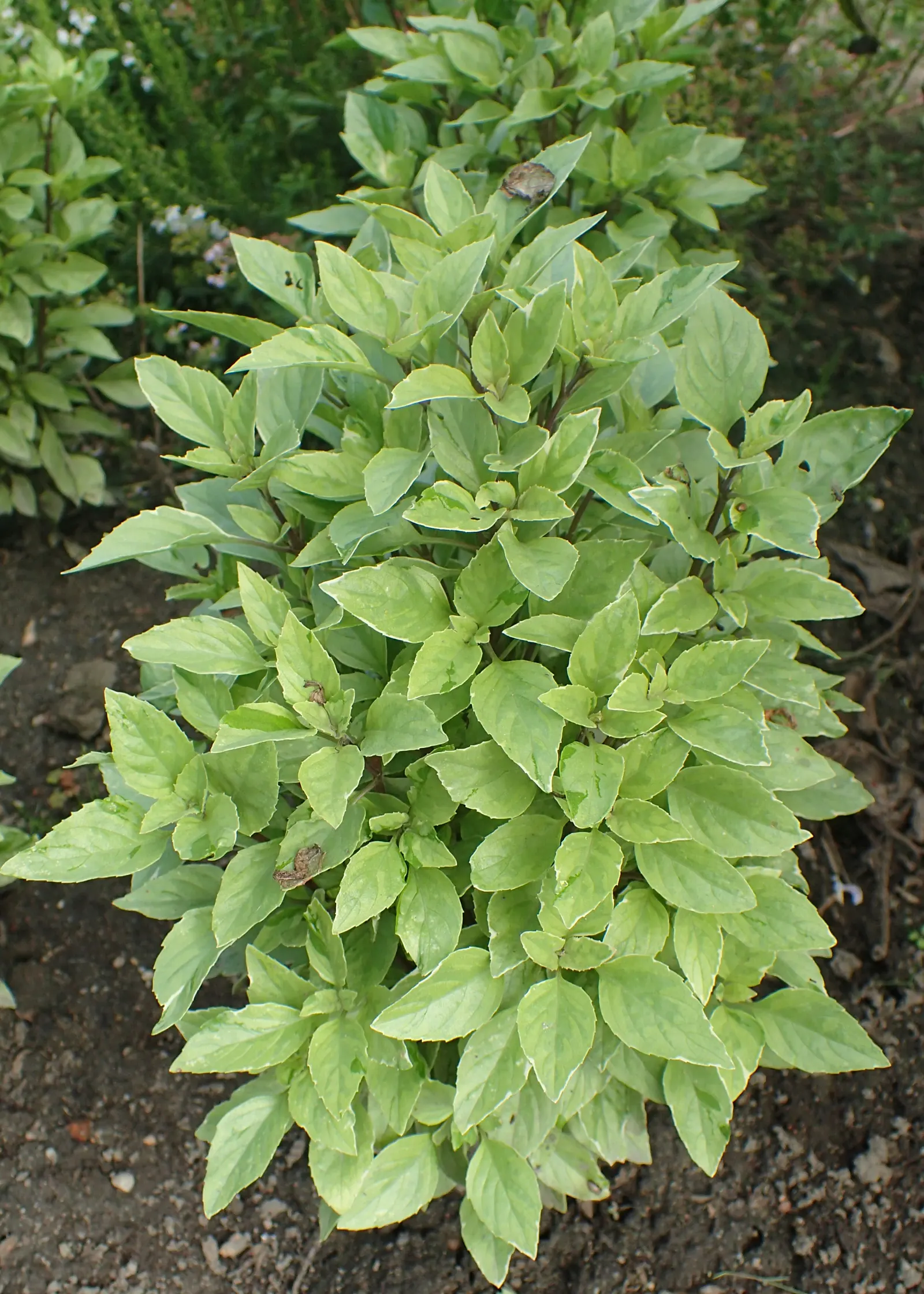 Lemon Basil (Ocimum X Citriodorum) — Lemon Basil (Ocimum x citriodorum) is a fragrant culinary herb featuring narrow leaves and a zesty lemon scent