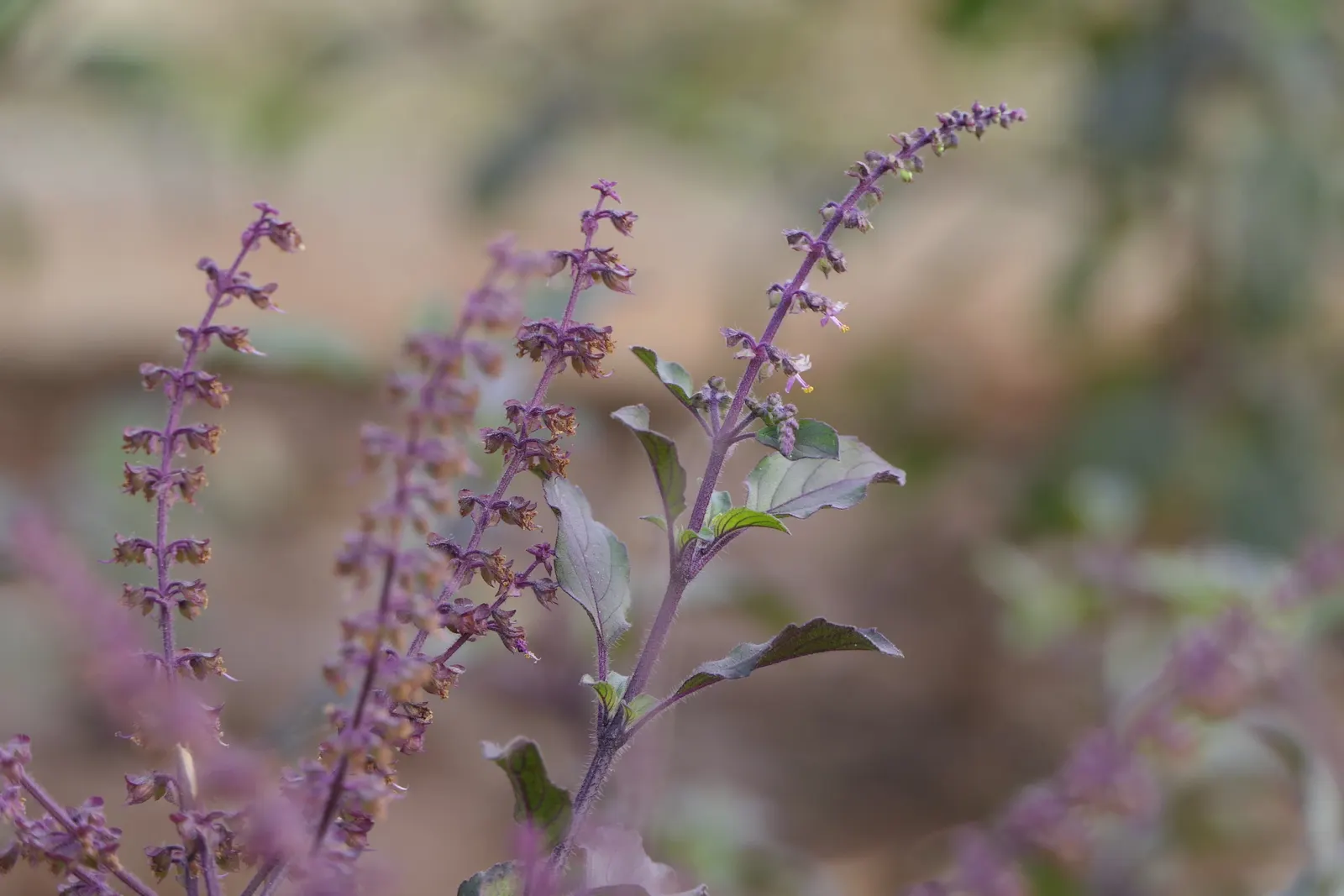 Lemon Basil (Ocimum X Citriodorum) — which makes it suitable for both garden beds and container planting.<br><br>Flowering in late summer, image 32