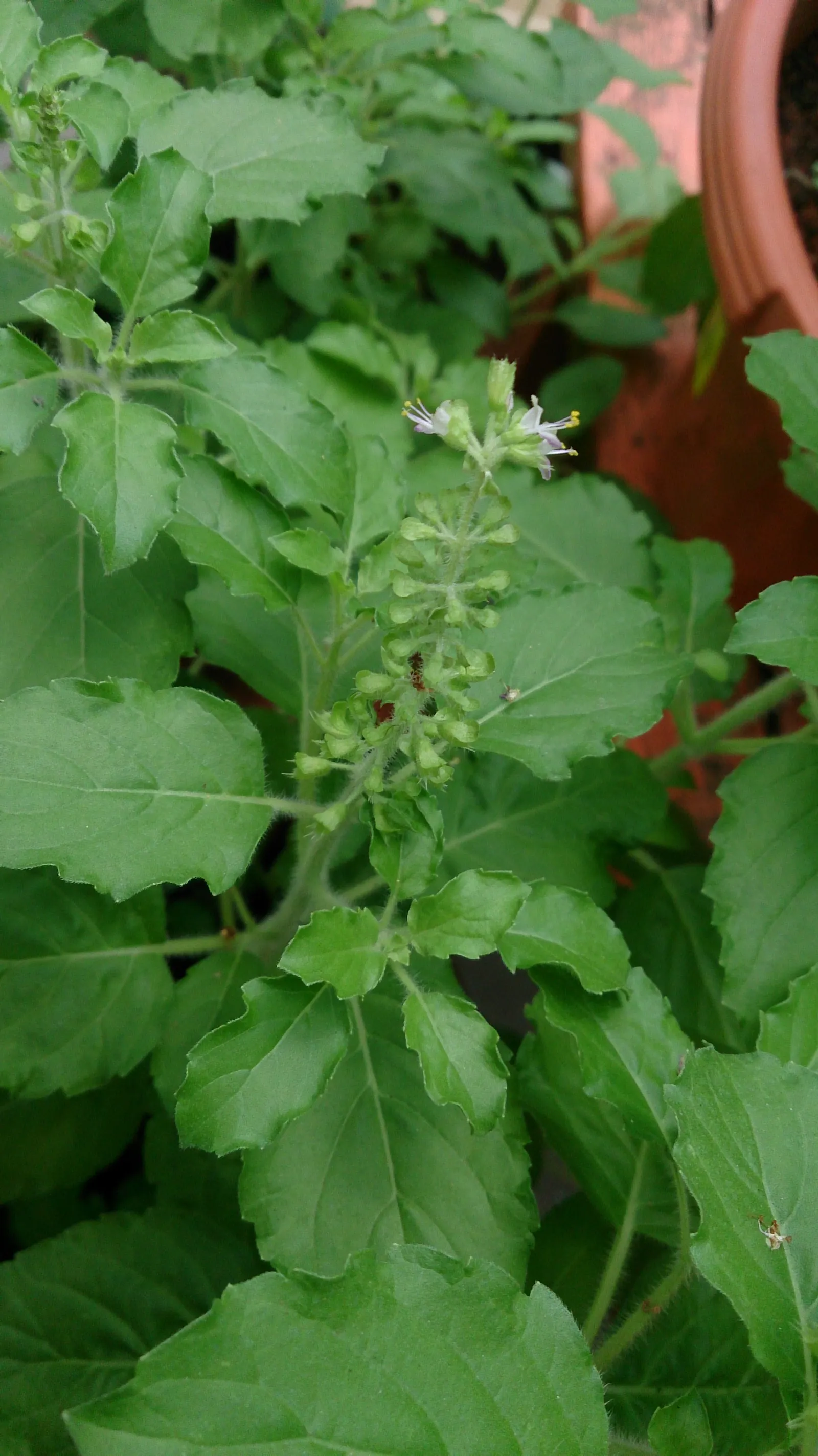 Lemon Basil (Ocimum X Citriodorum) — herb with red blooms; which makes it suitable for both garden beds and container planting.<br><br>Flowering in, image 62