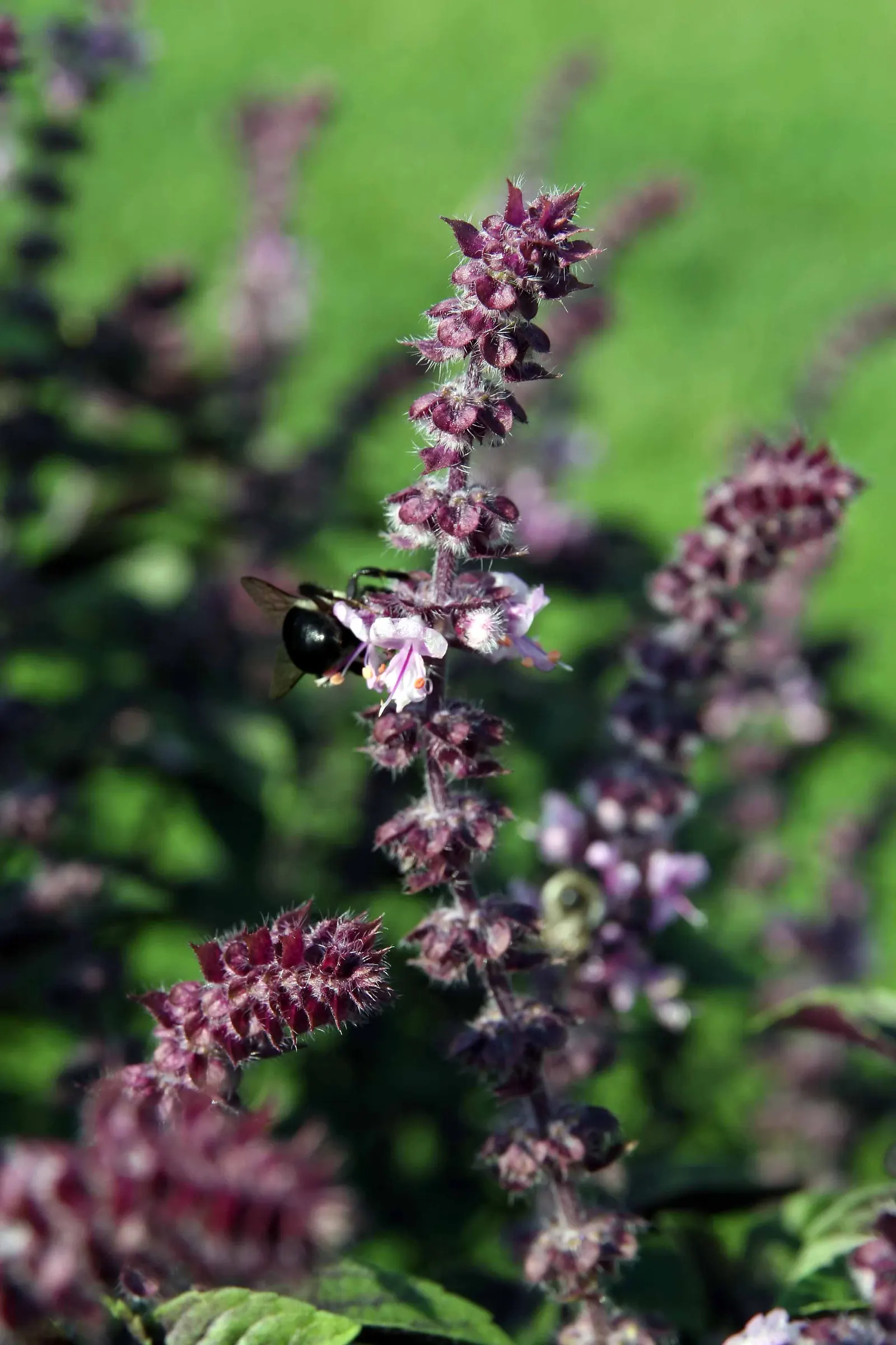 Lemon Basil (Ocimum X Citriodorum) — This hybrid reaches up to 18-24 inches tall and spreads 12-16 inches wide; which makes it suitable for both, image 65