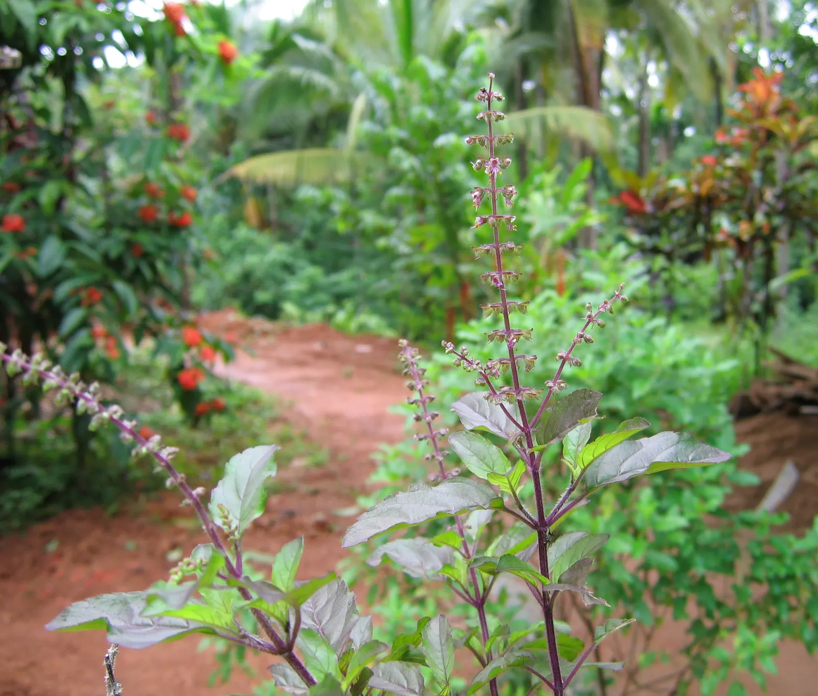 Lemon Basil (Ocimum X Citriodorum) — which can be pinched back to encourage a fuller leaf production and extend the harvest period; ideal for, image 55