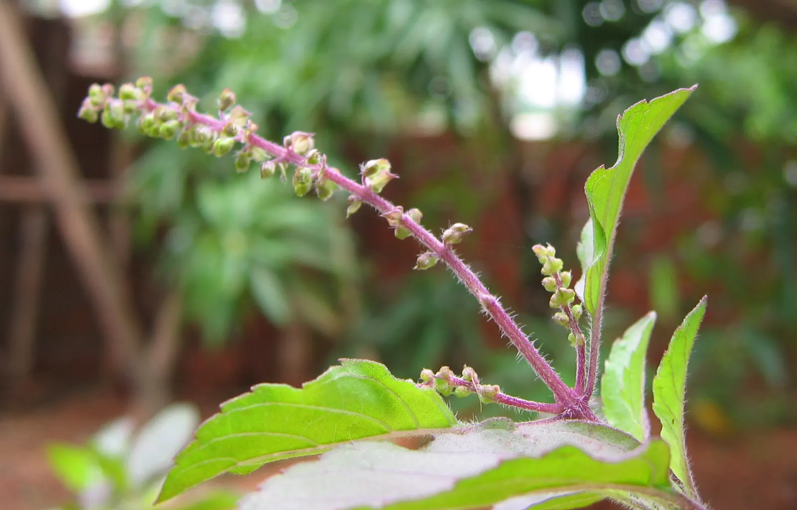 Lemon Basil (Ocimum X Citriodorum) — with a spread of approximately 10-12 inches; ideal for borders and aromatic gardens, it requires regular, image 94