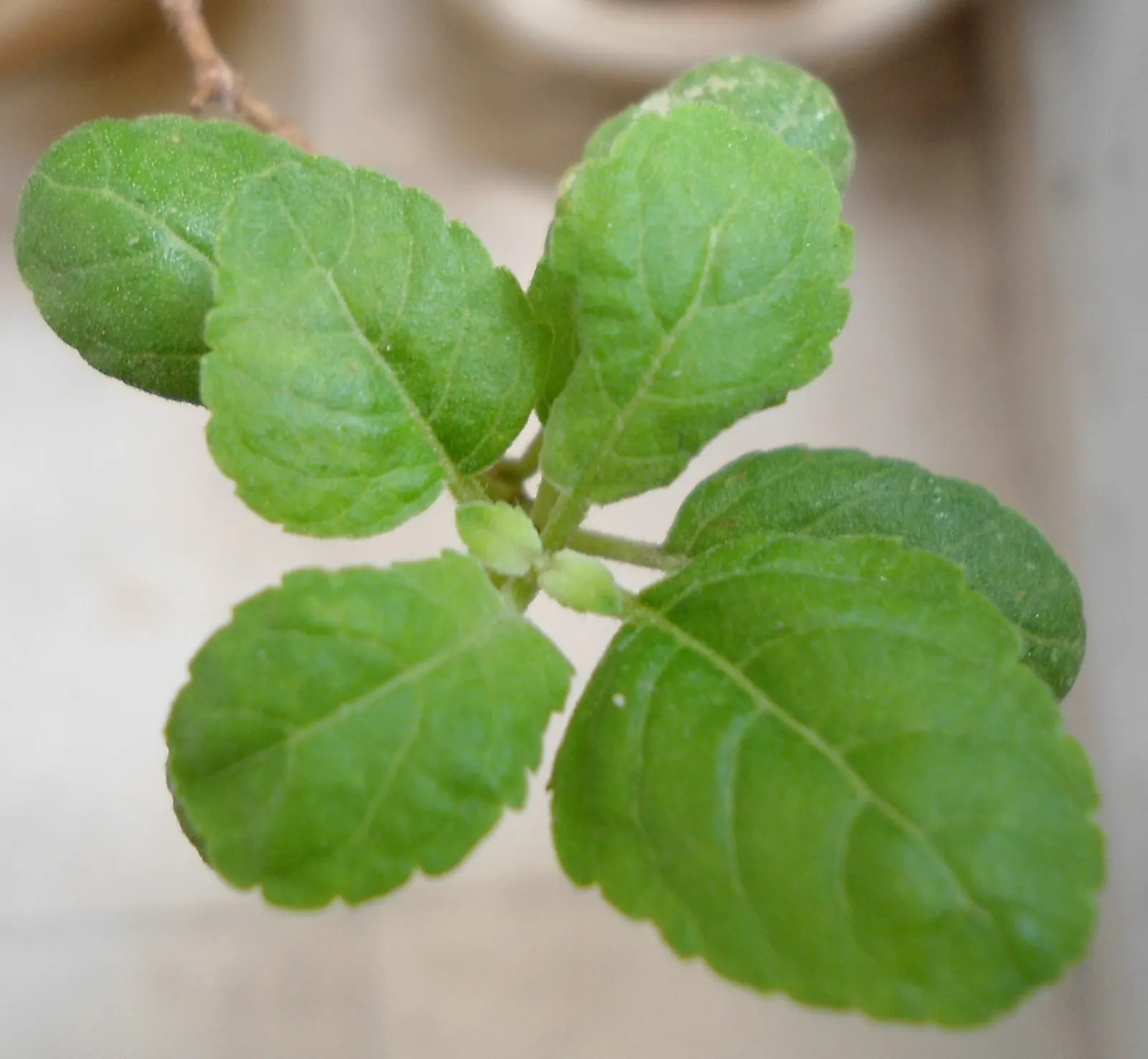 Lemon Basil (Ocimum X Citriodorum) — which can be pinched back to encourage a fuller leaf production and extend the harvest period; ideal for borders and