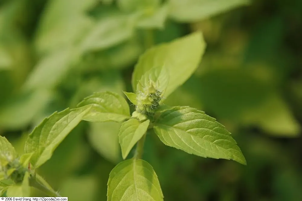 Lemon Basil (Ocimum X Citriodorum) — herb for full; enhancing the ecological balance of the garden