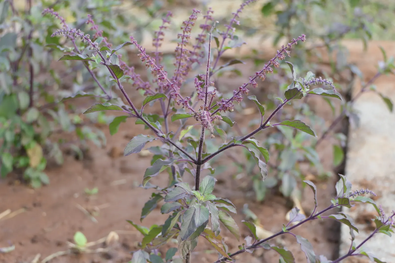 Lemon Basil (Ocimum X Citriodorum) — but it's sensitive to frost; which makes it suitable for both garden beds and container planting.<br><br>Flowering in late