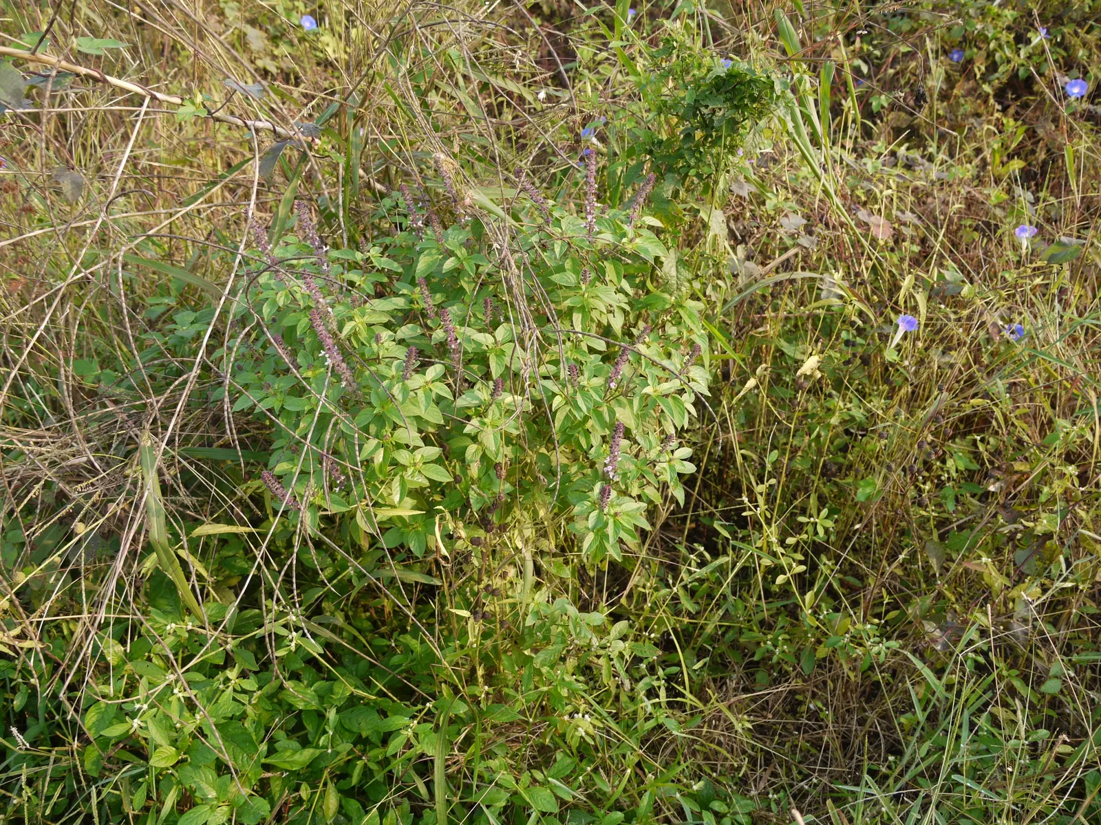 Lemon Basil (Ocimum X Citriodorum) — Regular watering is essential, but be careful to avoid waterlogged conditions