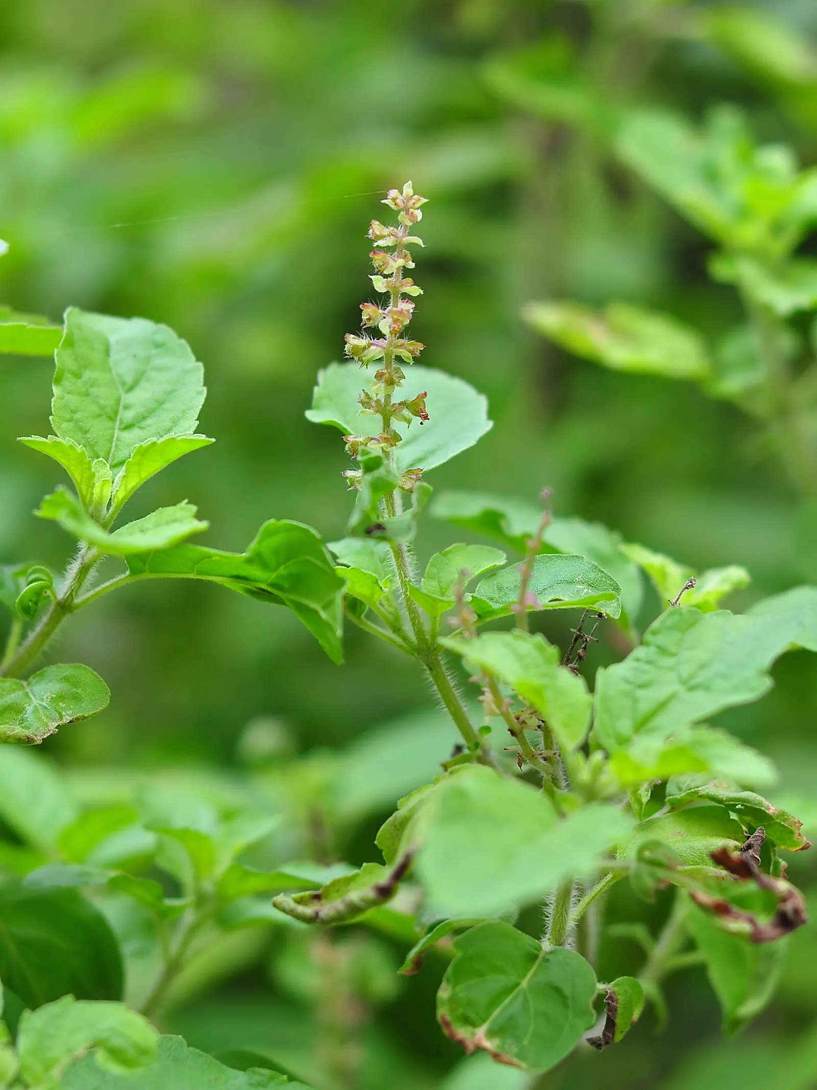 Lemon Basil (Ocimum X Citriodorum) — Gardeners can plant this annual herb in USDA Zones 4 through 10