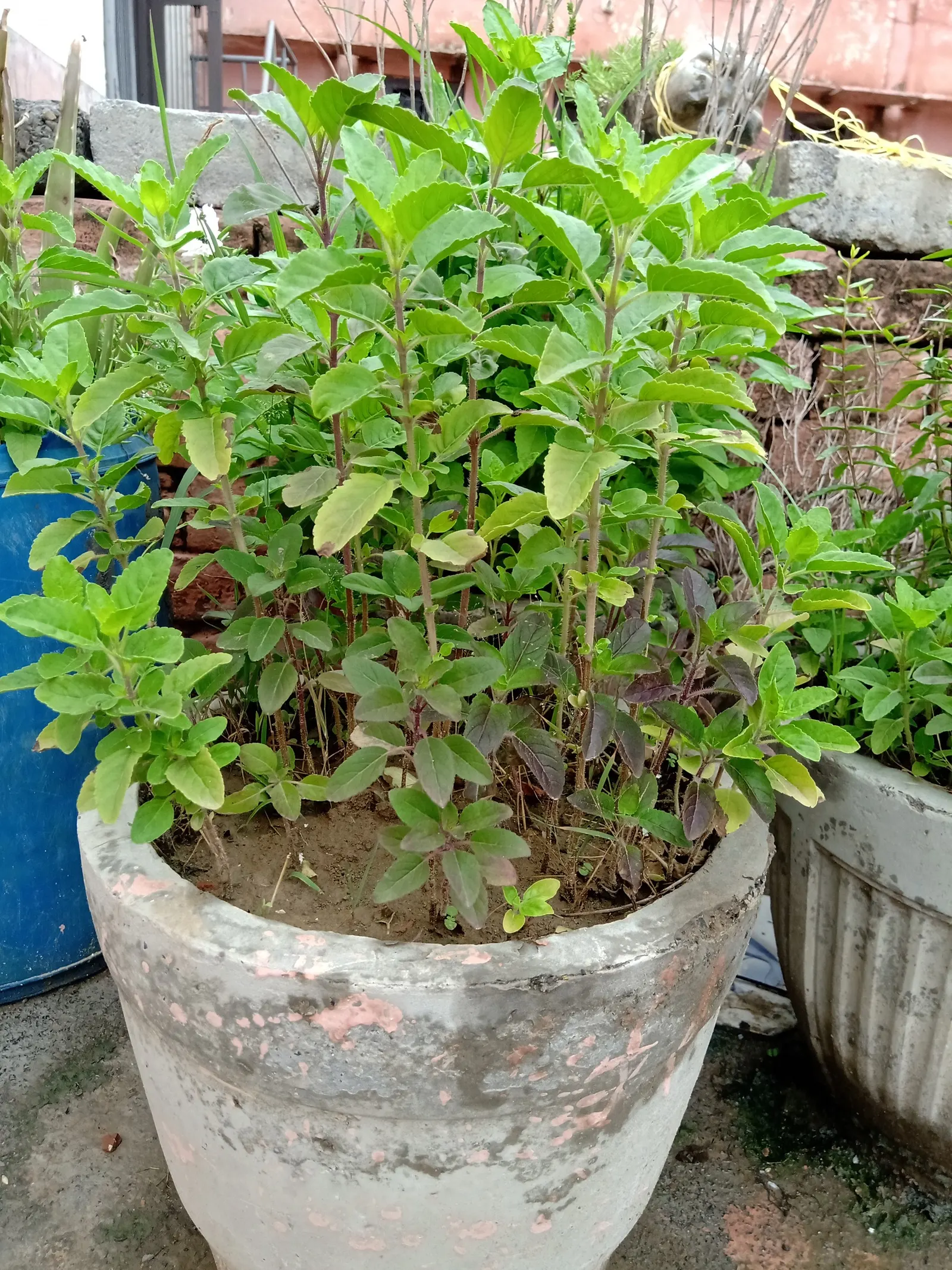 Lemon Basil (Ocimum X Citriodorum) — Lemon Basil produces small white to pale pink flowers on spikes