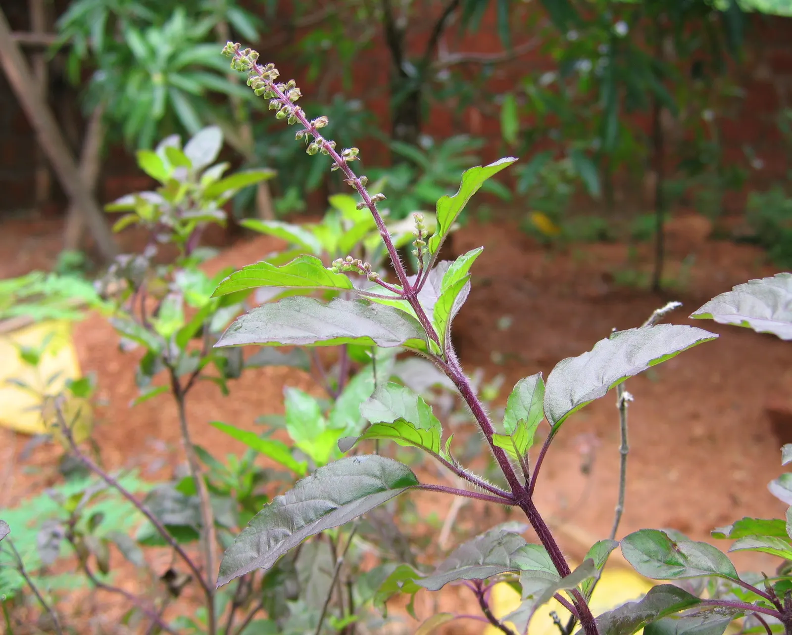 Lemon Basil (Ocimum X Citriodorum) — providing not only a sensory pleasure but also a striking visual contrast when planted among darker foliage