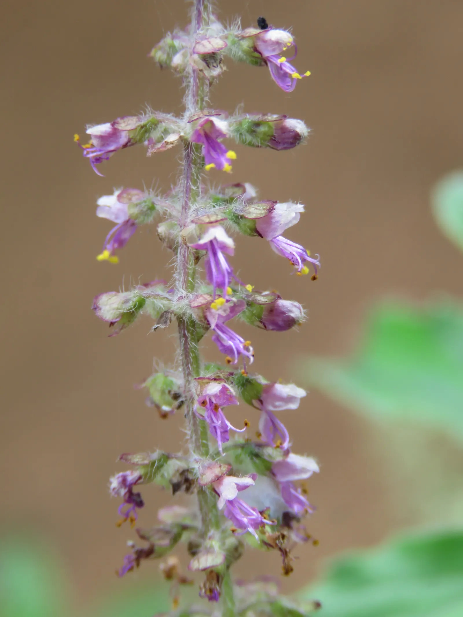 Lemon Basil (Ocimum X Citriodorum) — This hybrid reaches up to 18-24 inches tall and spreads 12-16 inches wide