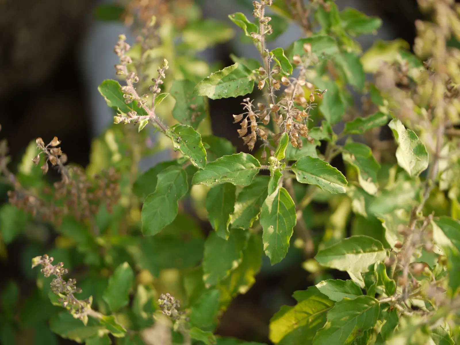 Lemon Basil (Ocimum X Citriodorum) — with a spread of approximately 10-12 inches; ideal for borders and aromatic gardens, it requires regular watering and