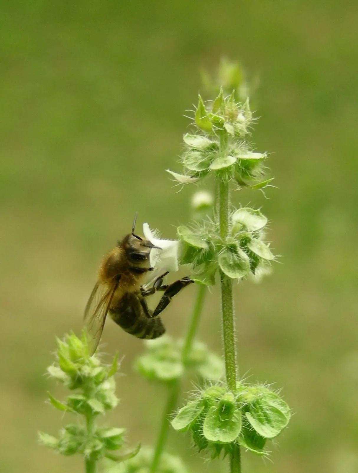 Lemon Basil (Ocimum X Citriodorum) — Thriving in full sun with well-drained soil, it produces small white flowers in summer; enhancing the, image 87