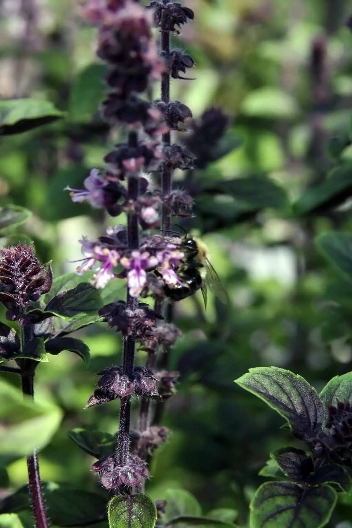 Lemon Basil (Ocimum X Citriodorum) — which can be pinched back to encourage a fuller leaf production and extend the harvest period