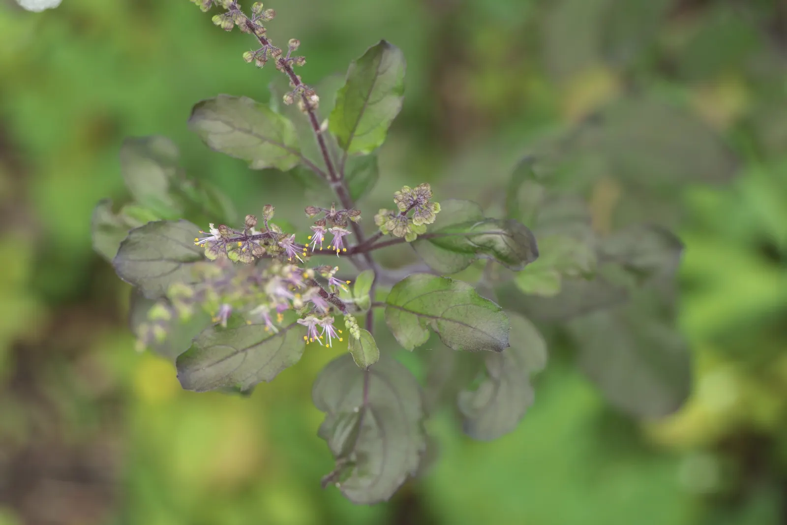 Lemon Basil (Ocimum X Citriodorum) — herb for full; enhancing the ecological balance of the garden, image 63