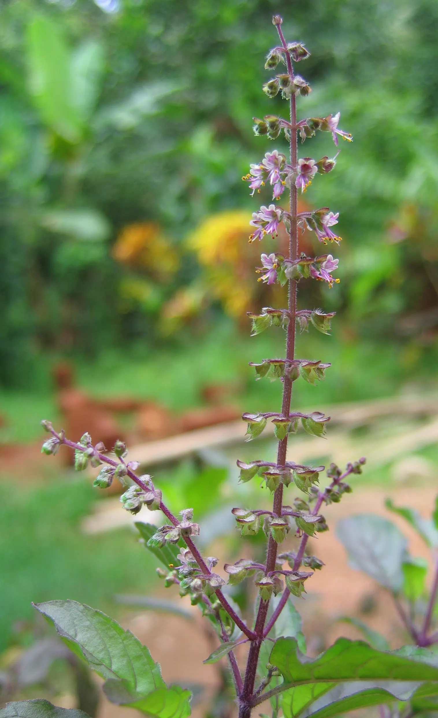 Lemon Basil (Ocimum X Citriodorum) — This hybrid reaches up to 18-24 inches tall and spreads 12-16 inches wide; which makes it suitable for both, image 86