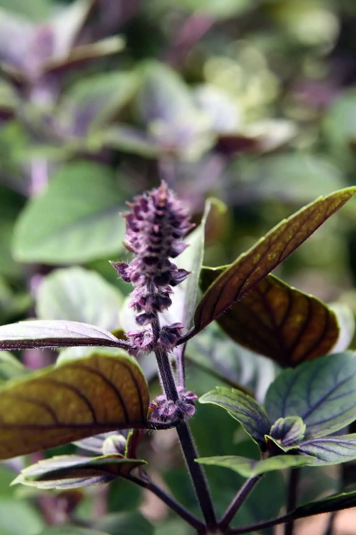 Lemon Basil (Ocimum X Citriodorum) — Gardeners can plant this annual herb in USDA Zones 4 through 10; ideal for borders and aromatic gardens, it requires
