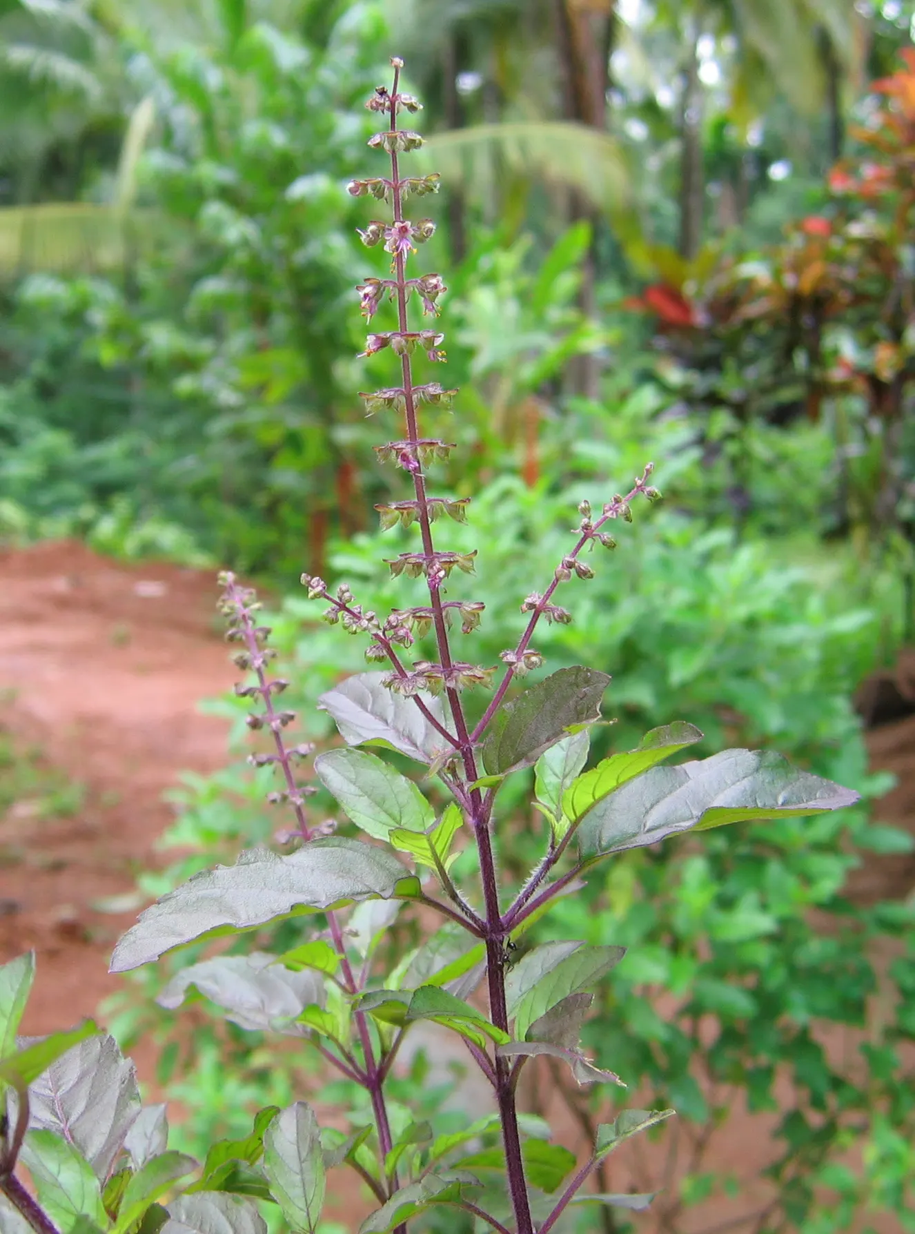 Lemon Basil (Ocimum X Citriodorum) — Gardeners can plant this annual herb in USDA Zones 4 through 10; ideal for borders and aromatic gardens, it, image 79