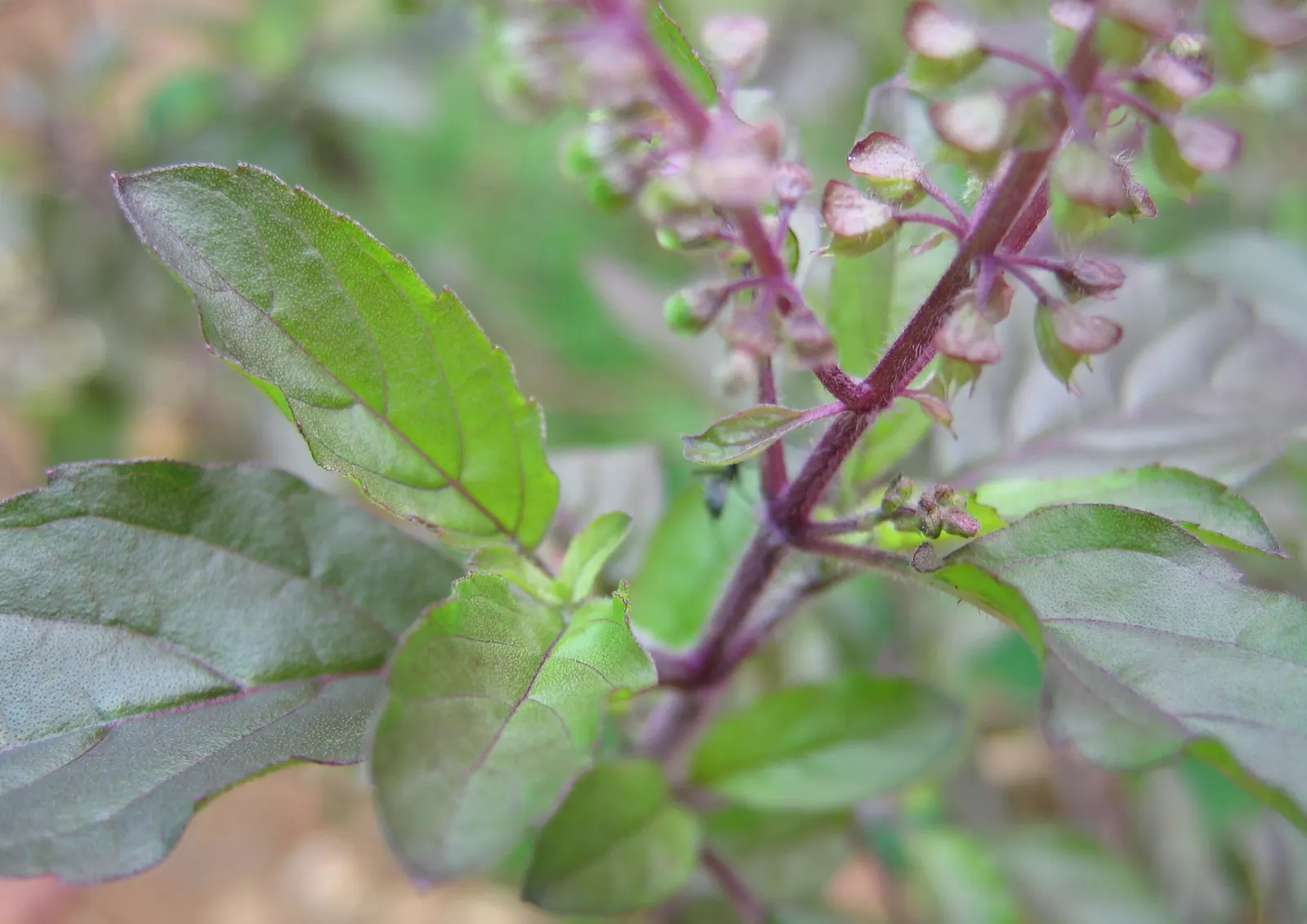 Lemon Basil (Ocimum X Citriodorum) — Its growth habit is relatively compact and bushy; enhancing the ecological balance of the garden, image 72