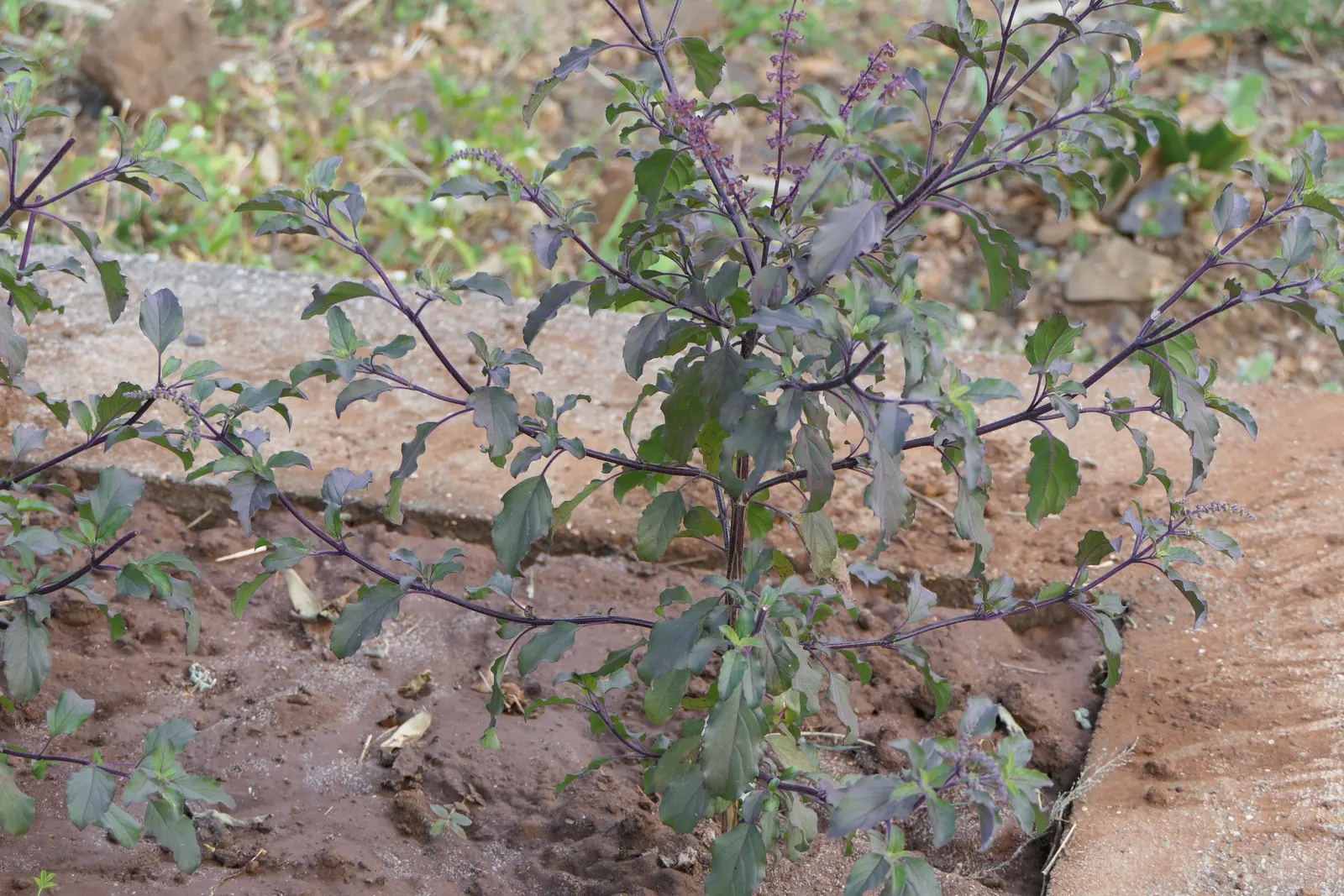 Lemon Basil (Ocimum X Citriodorum) — Ideal for borders and aromatic gardens, it requires regular watering and occasional fertilization, image 46