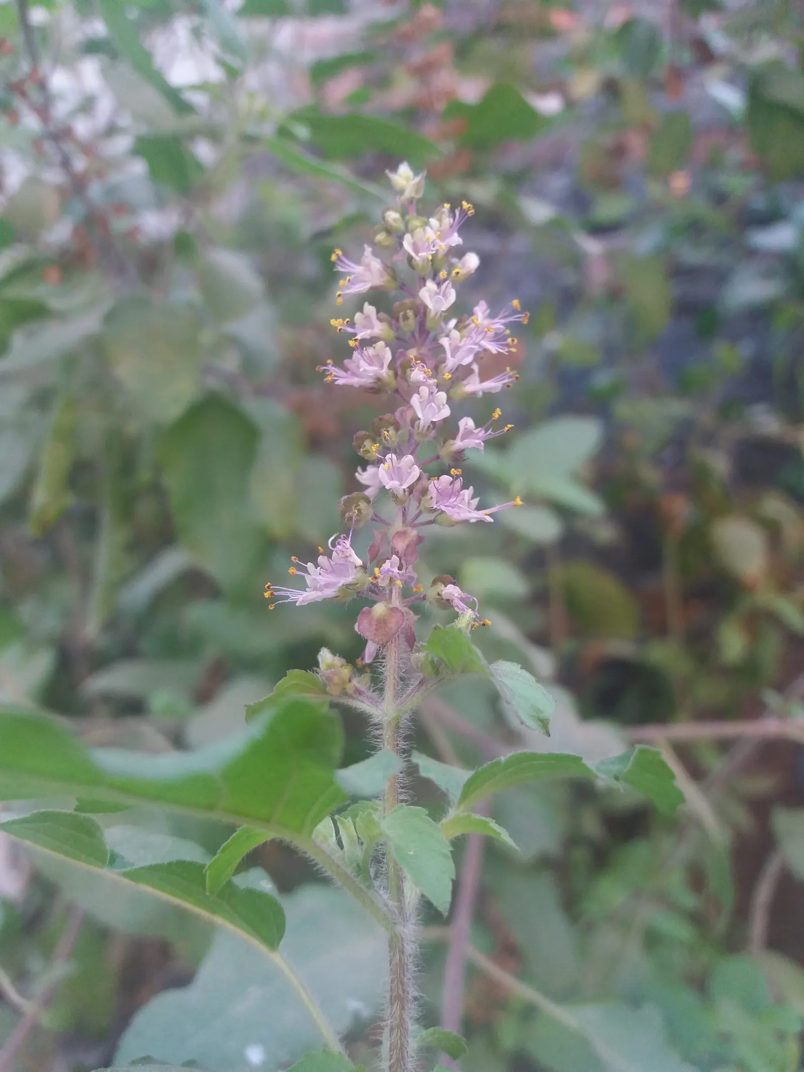 Lemon Basil (Ocimum X Citriodorum) — Its growth habit is relatively compact and bushy