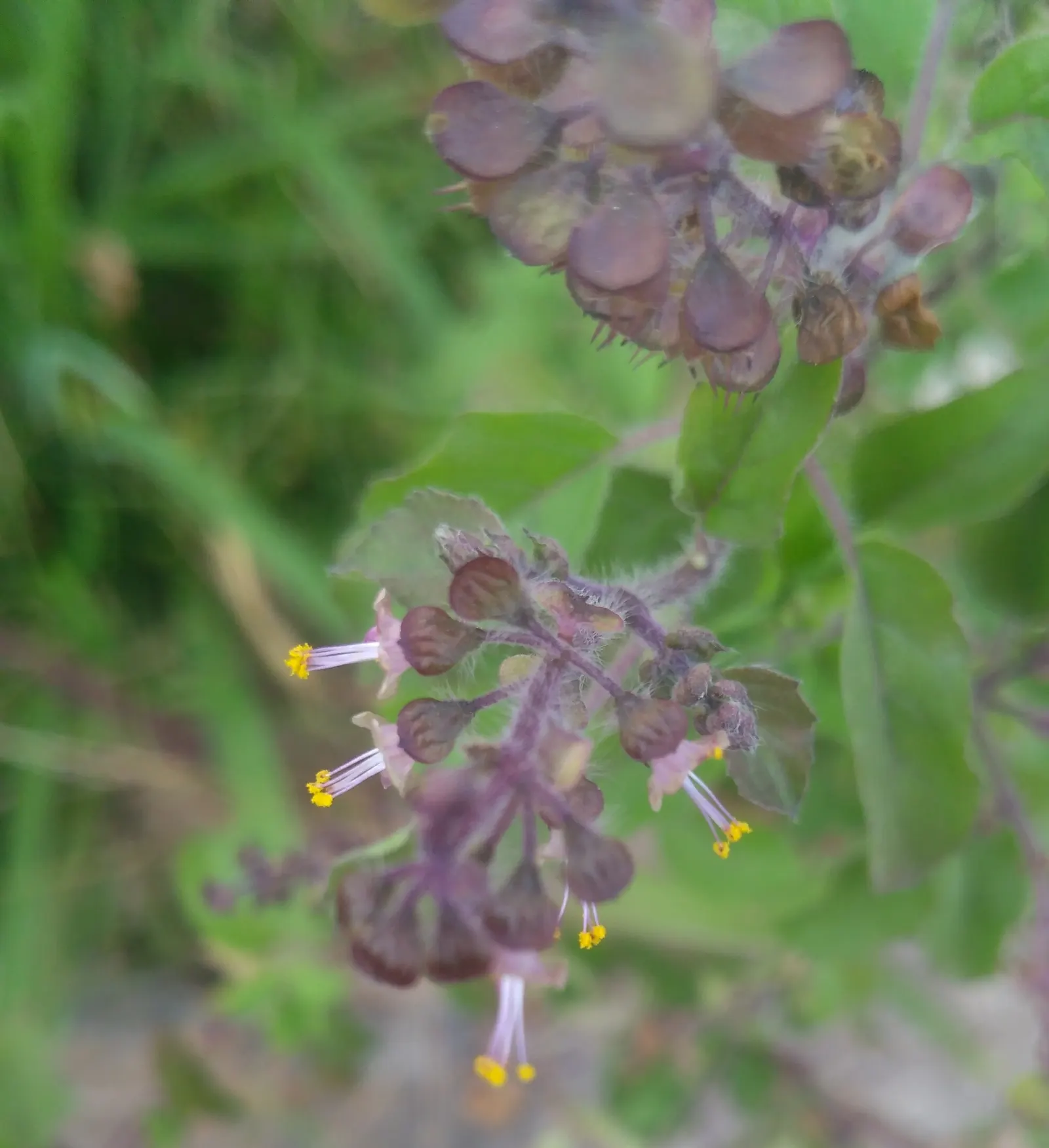 Lemon Basil (Ocimum X Citriodorum) — It prefers full sun exposure and requires well-drained soil to thrive